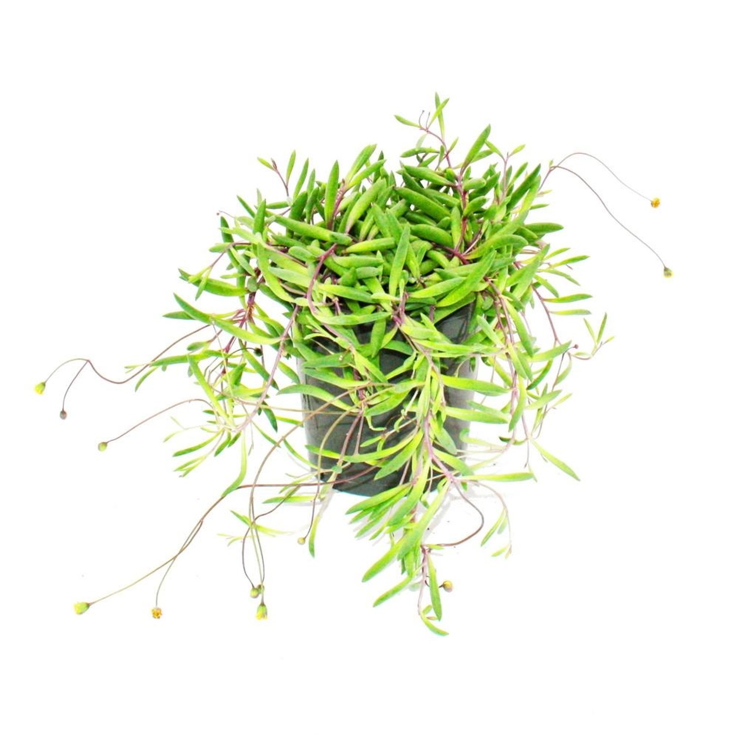 Exotenherz Senecio Herreianus Purple Flush im 12cm Topf günstig online kaufen