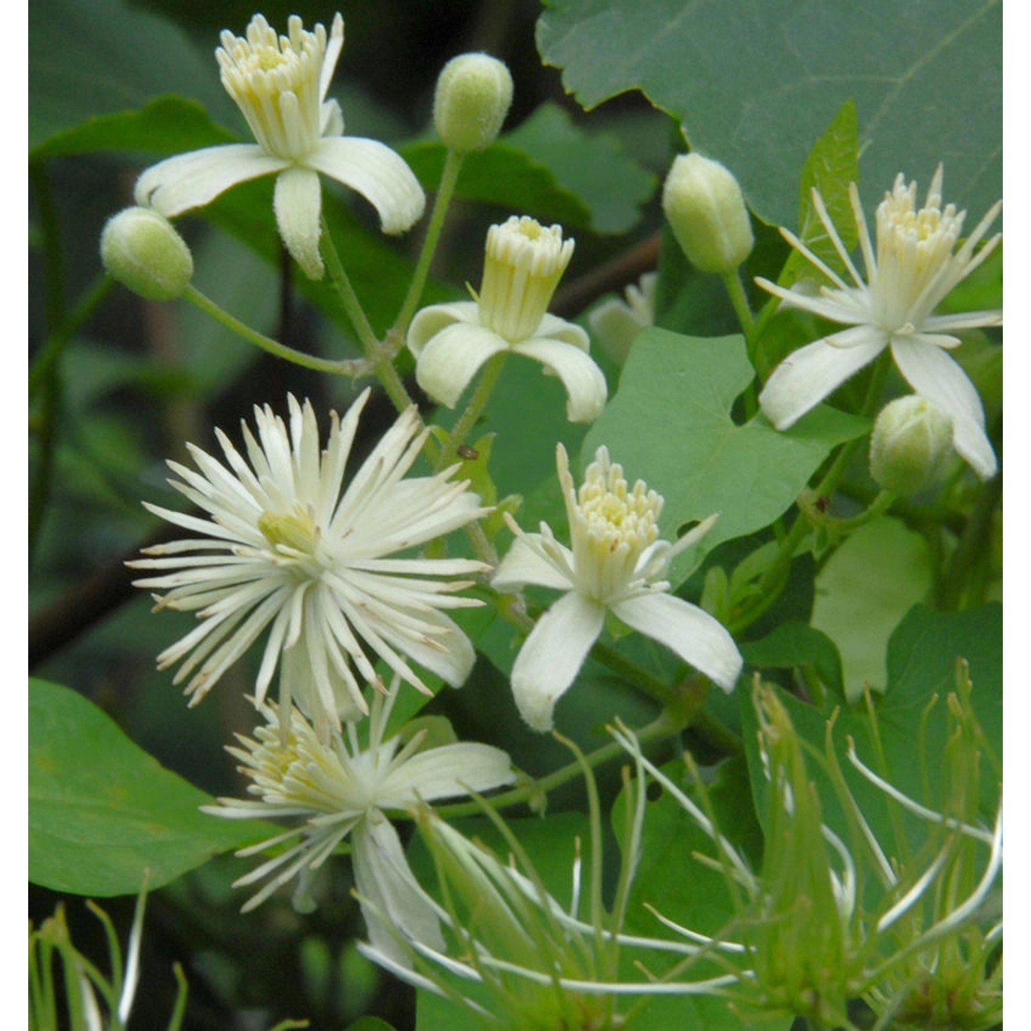 Gemeine Waldrebe Clematis 60-80cm - Clematis vitalba günstig online kaufen