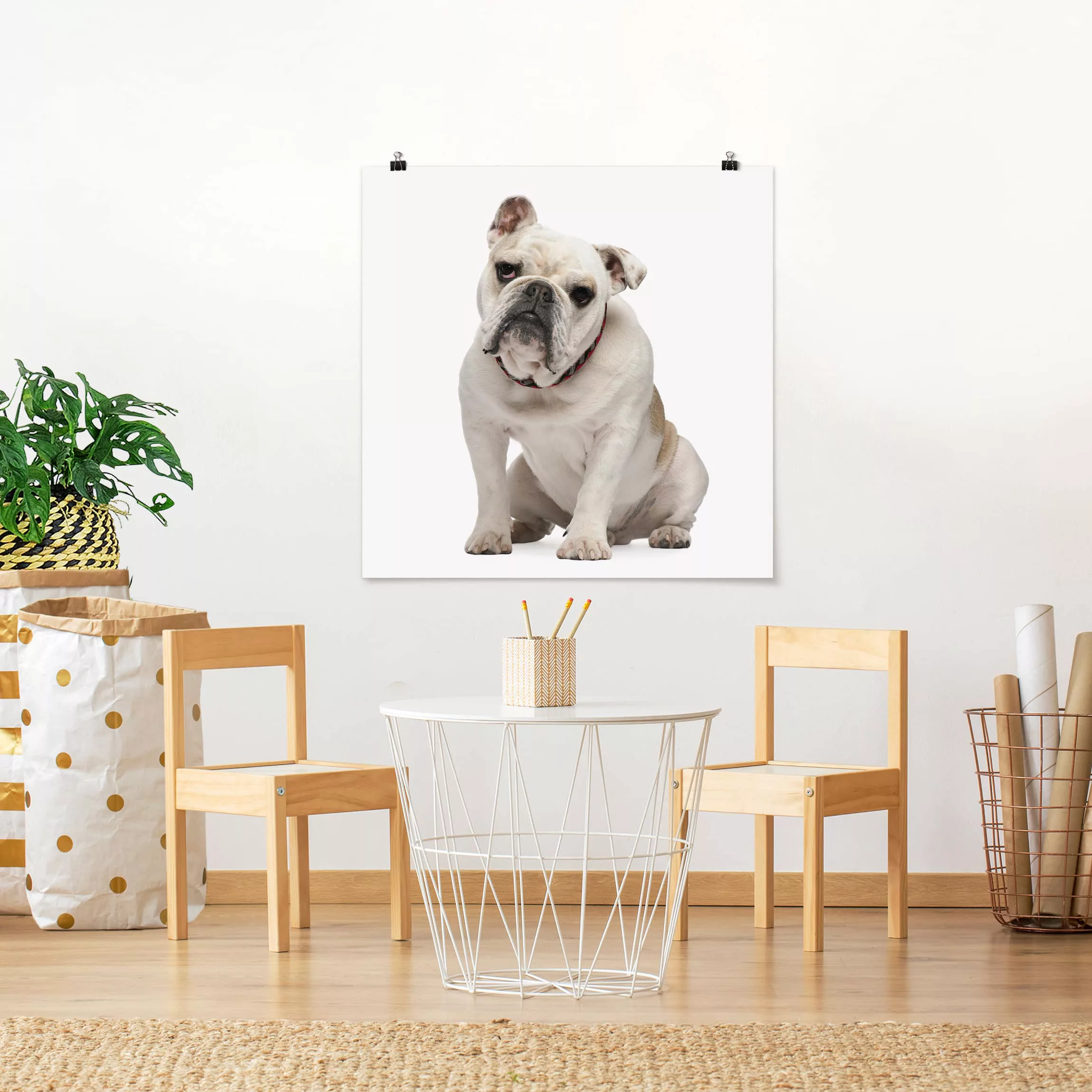 Poster Tiere - Quadrat Skeptische Bulldogge günstig online kaufen