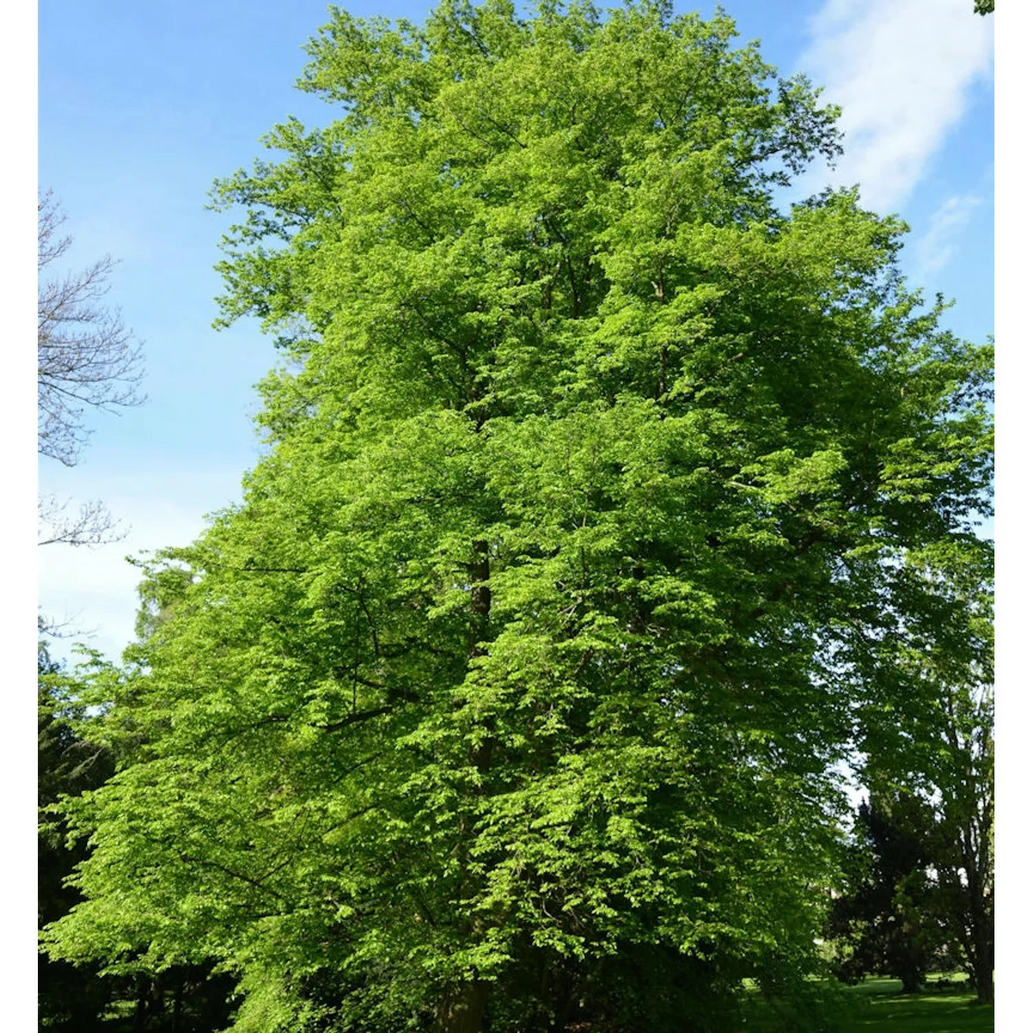 Hainbuche Beekmann 100-125cm - Carpinus betulus günstig online kaufen