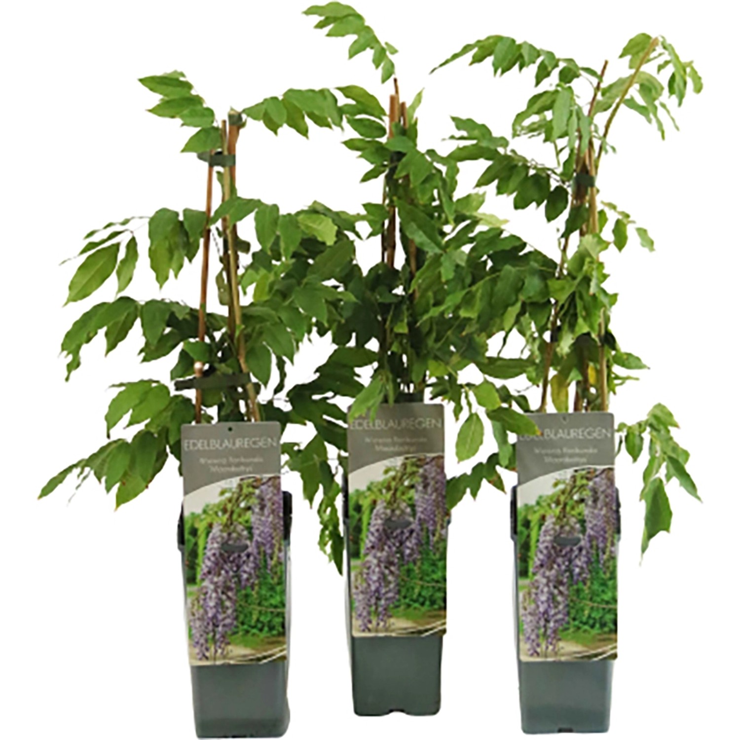 Edel-Blauregen Macrobotrys Höhe ca. 40-60 cm Topf ca. 2 l Wisteria floribun günstig online kaufen