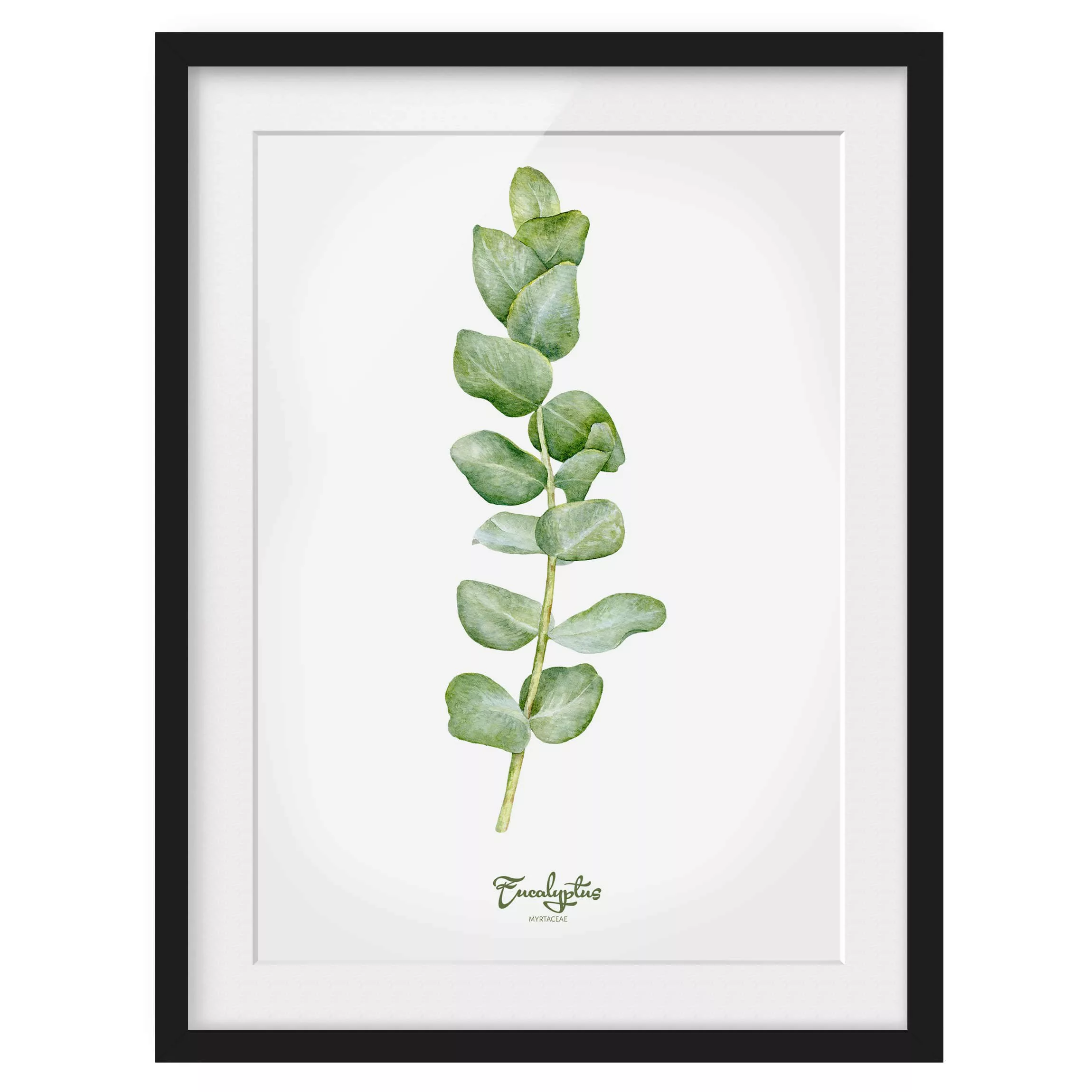 home24 Bild Aquarell Botanik Eukalyptus I günstig online kaufen