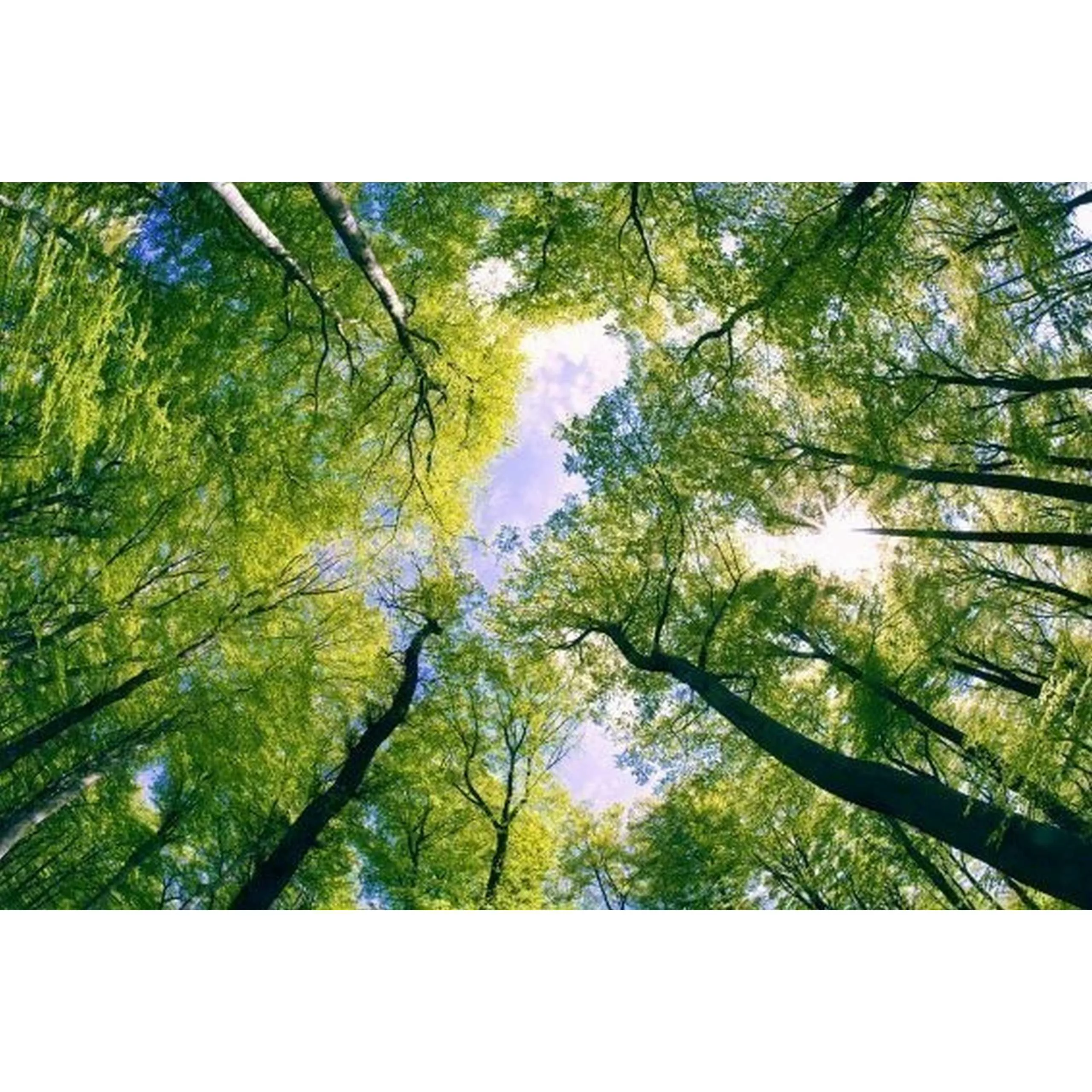 Fototapete TREES  | MS-5-0104 | Grün | Digitaldruck auf Vliesträger günstig online kaufen