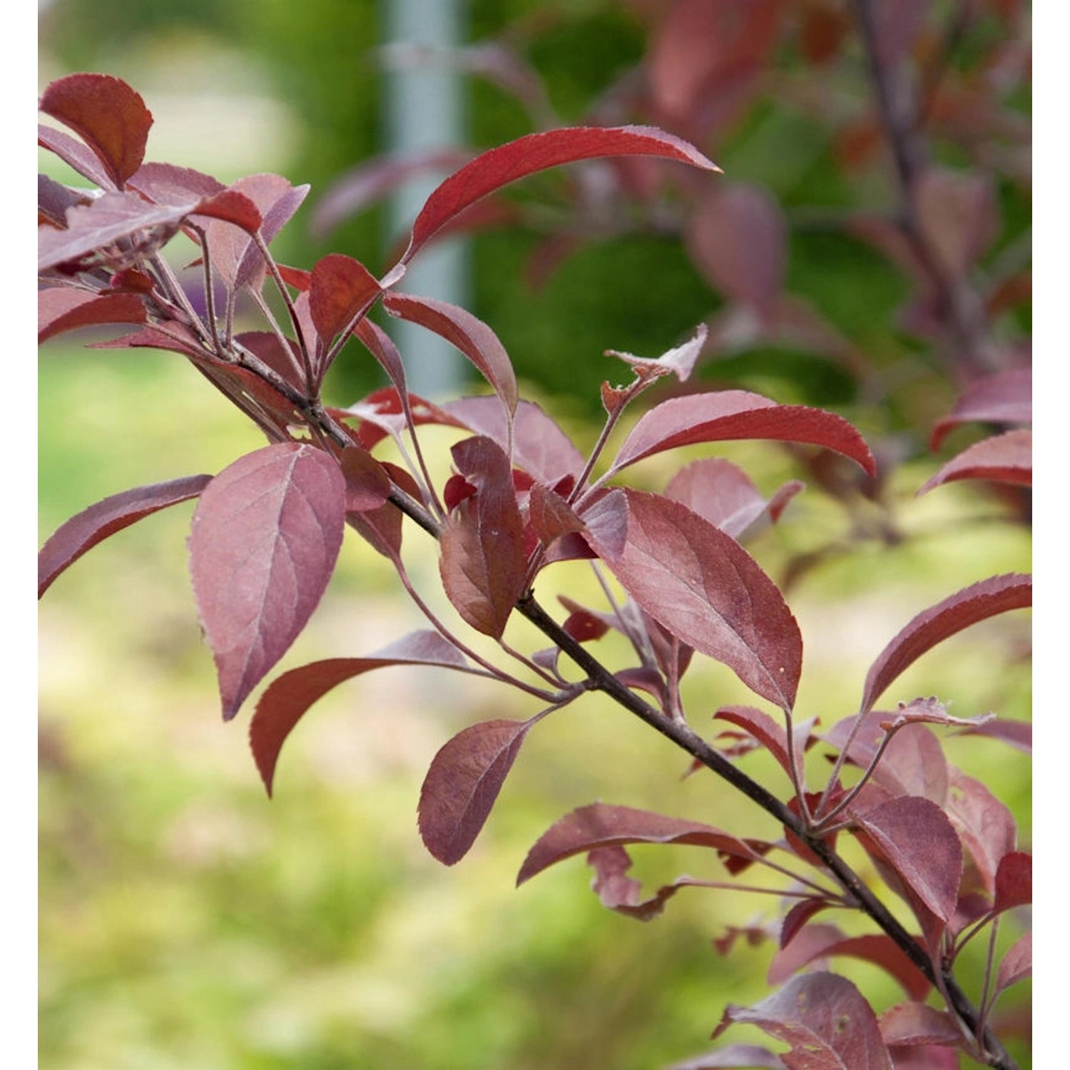 Zierapfel Coccinella 80-100cm - Malus Hybride günstig online kaufen