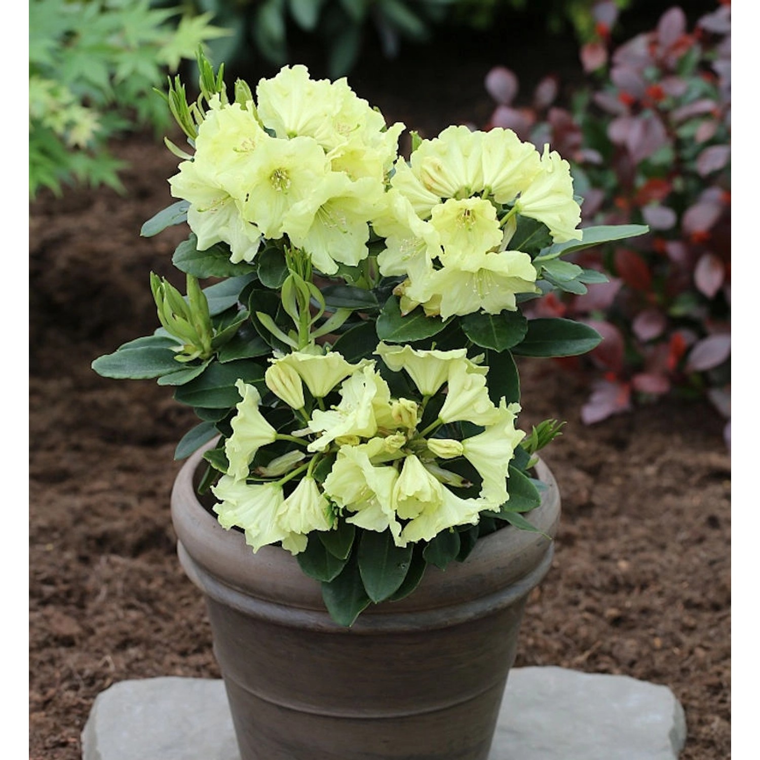 INKARHO - Großblumige Rhododendron Simson 30-40cm - Alpenrose günstig online kaufen