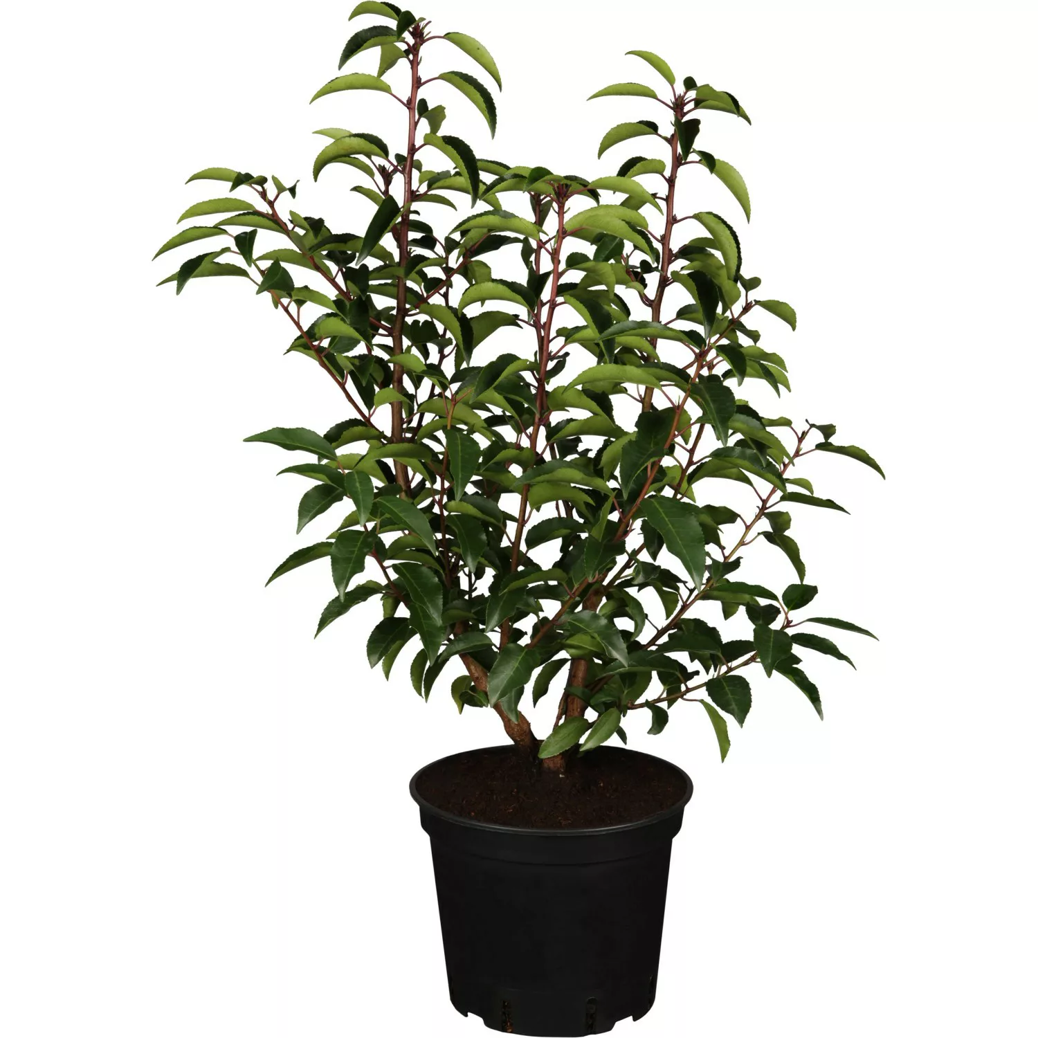 OBI Portugiesischer Kirschlorbeer Angustifolia Höhe ca. 50 - 60 cm Topf ca. günstig online kaufen