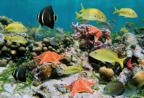 Papermoon Fototapete »Fische mit Seesternen« günstig online kaufen