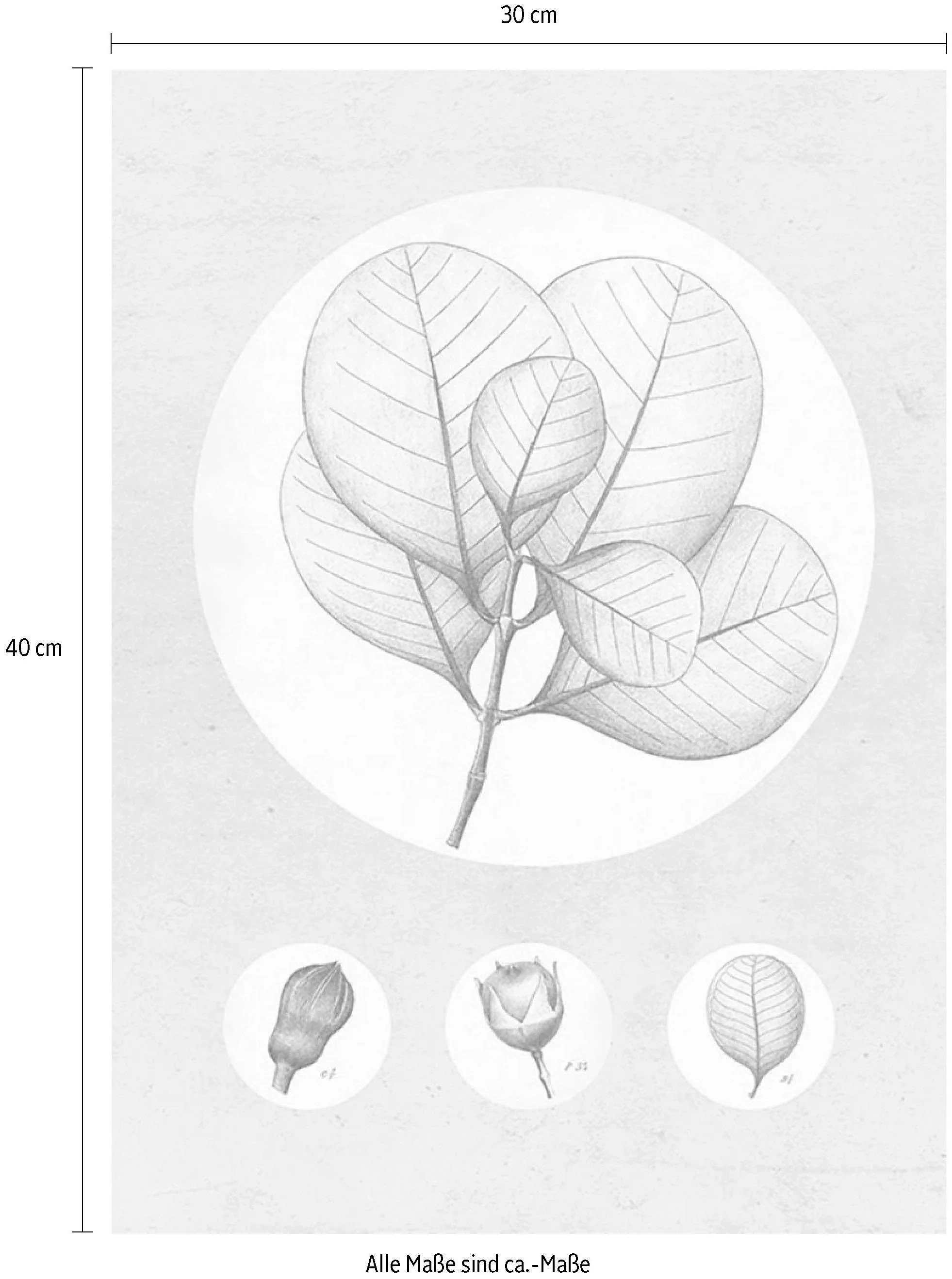 Komar Poster »Transparent Leaf«, Pflanzen-Blätter, (1 St.), Kinderzimmer, S günstig online kaufen