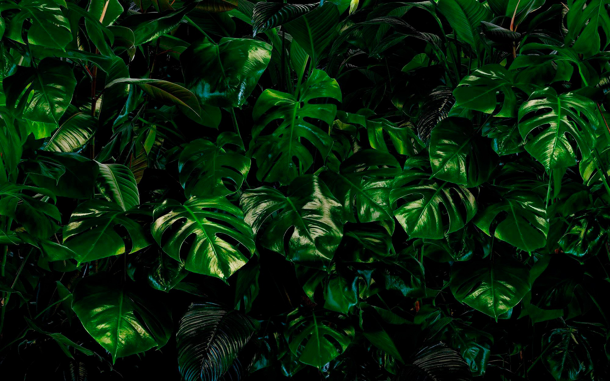 Komar Vliestapete »Digitaldruck Vlies - Tropical Wall - Größe 400 x 250 cm« günstig online kaufen