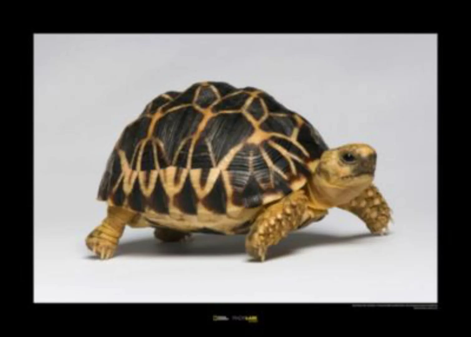 KOMAR Wandbild - Burmese Star Tortoise - Größe: 70 x 50 cm mehrfarbig Gr. o günstig online kaufen