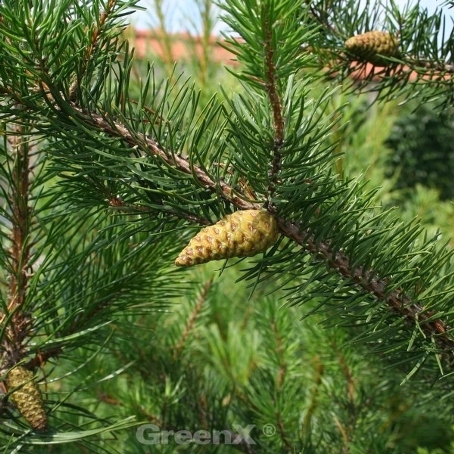 Banks Kiefer Velda 40-50cm - Pinus banksiana günstig online kaufen