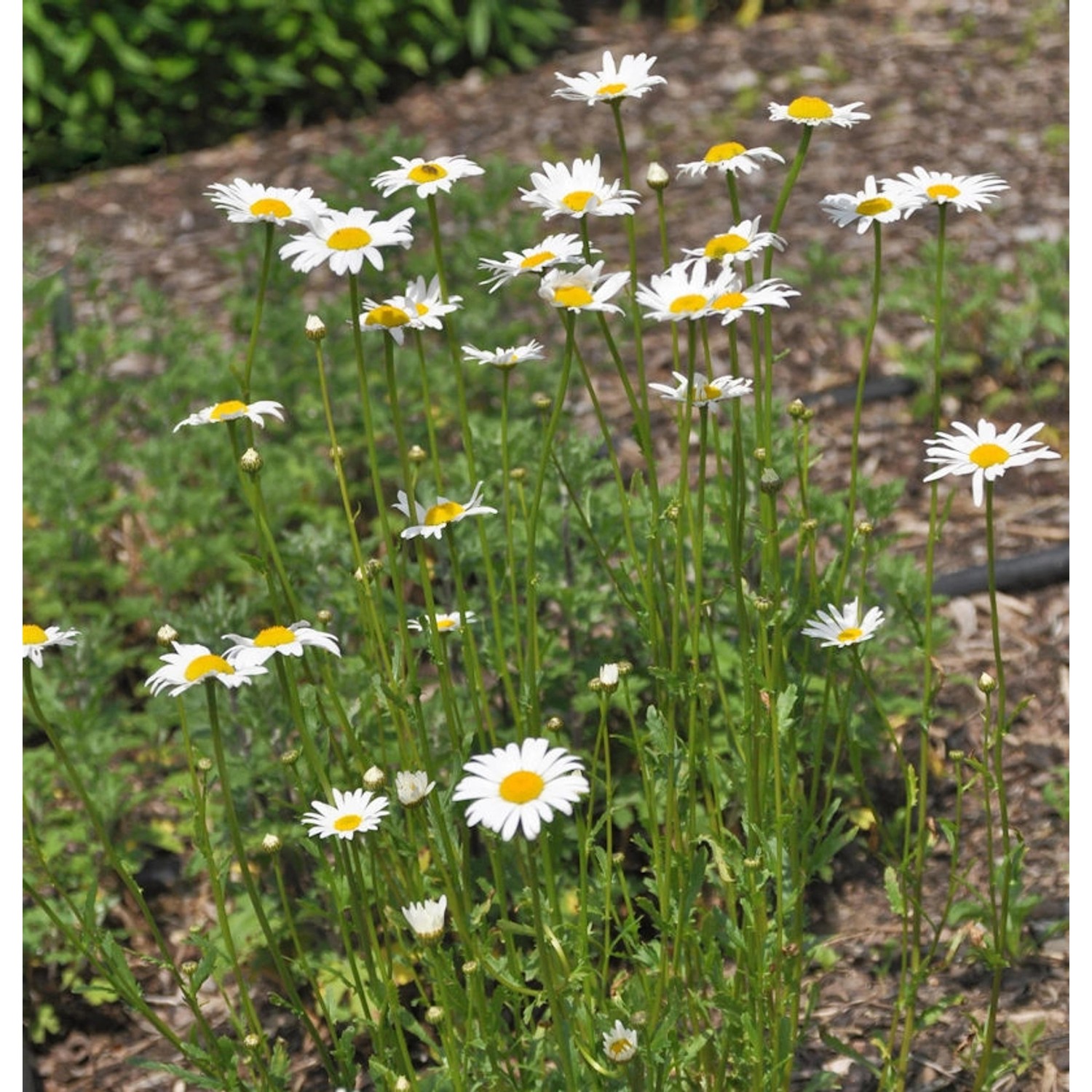 Gartenmargerite Maistern - Leucanthemum vulgare günstig online kaufen