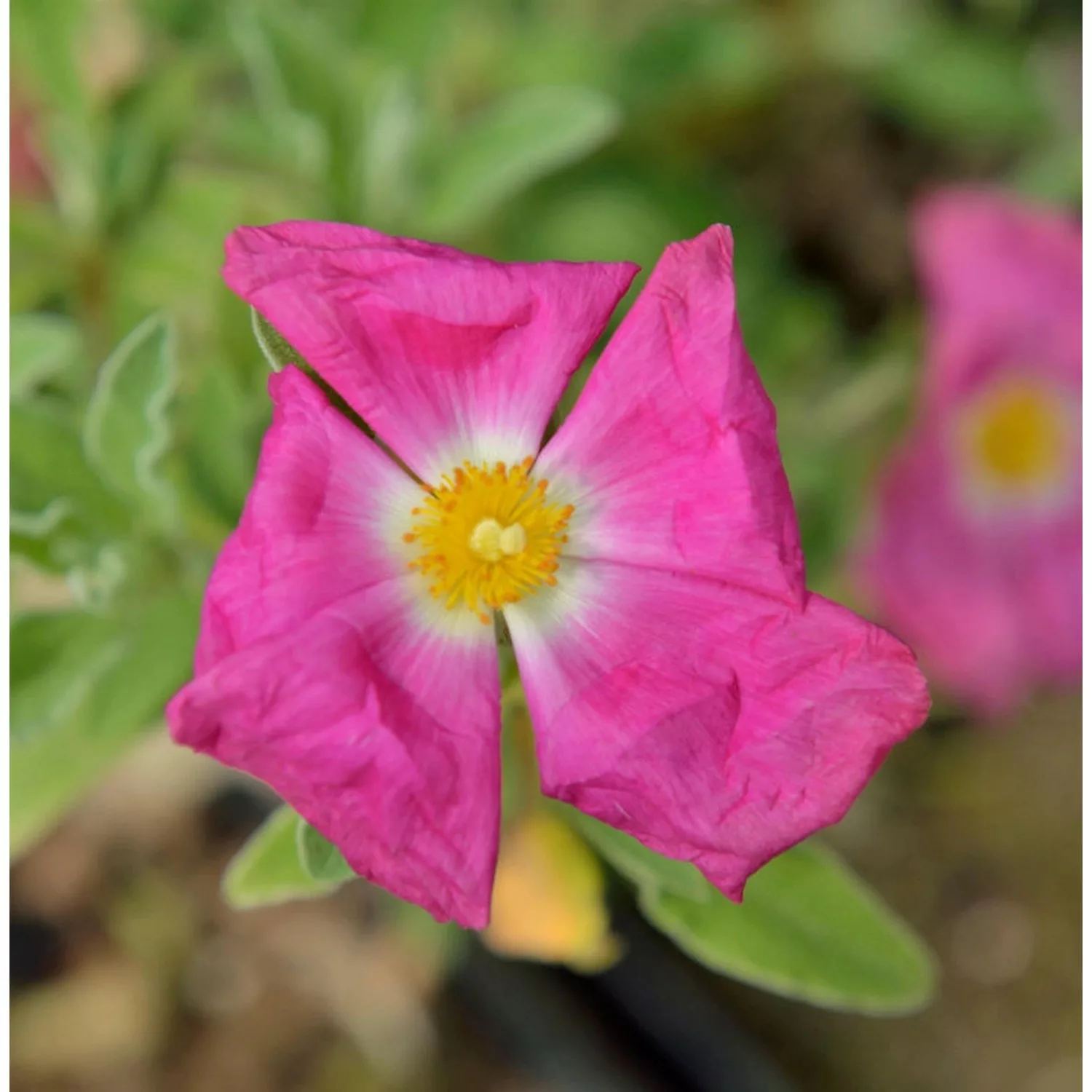 Taurische Zistrose - Cistus incanus günstig online kaufen