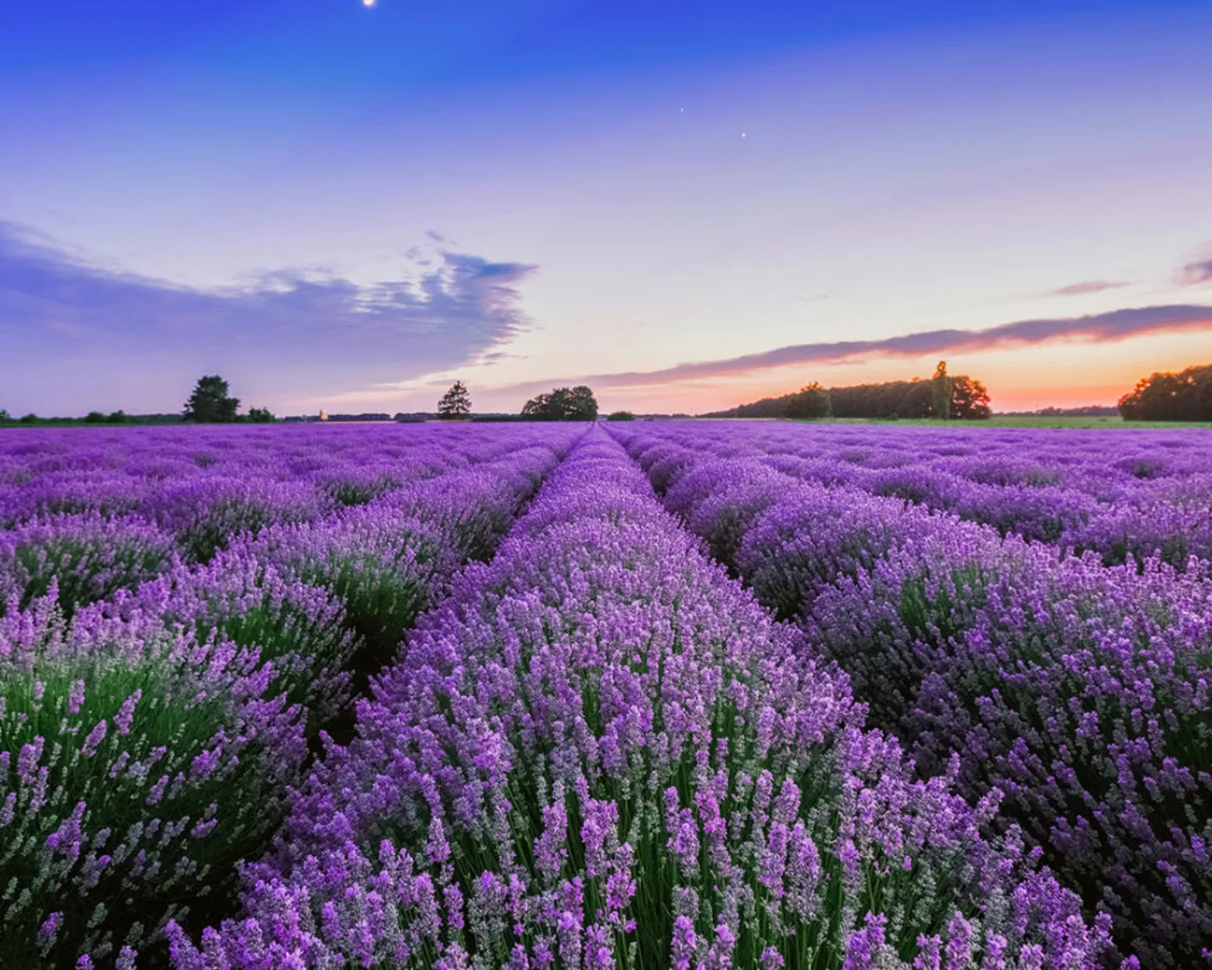 Fototapete "Lavendelfeld" 4,00x2,50 m / Glattvlies Perlmutt günstig online kaufen