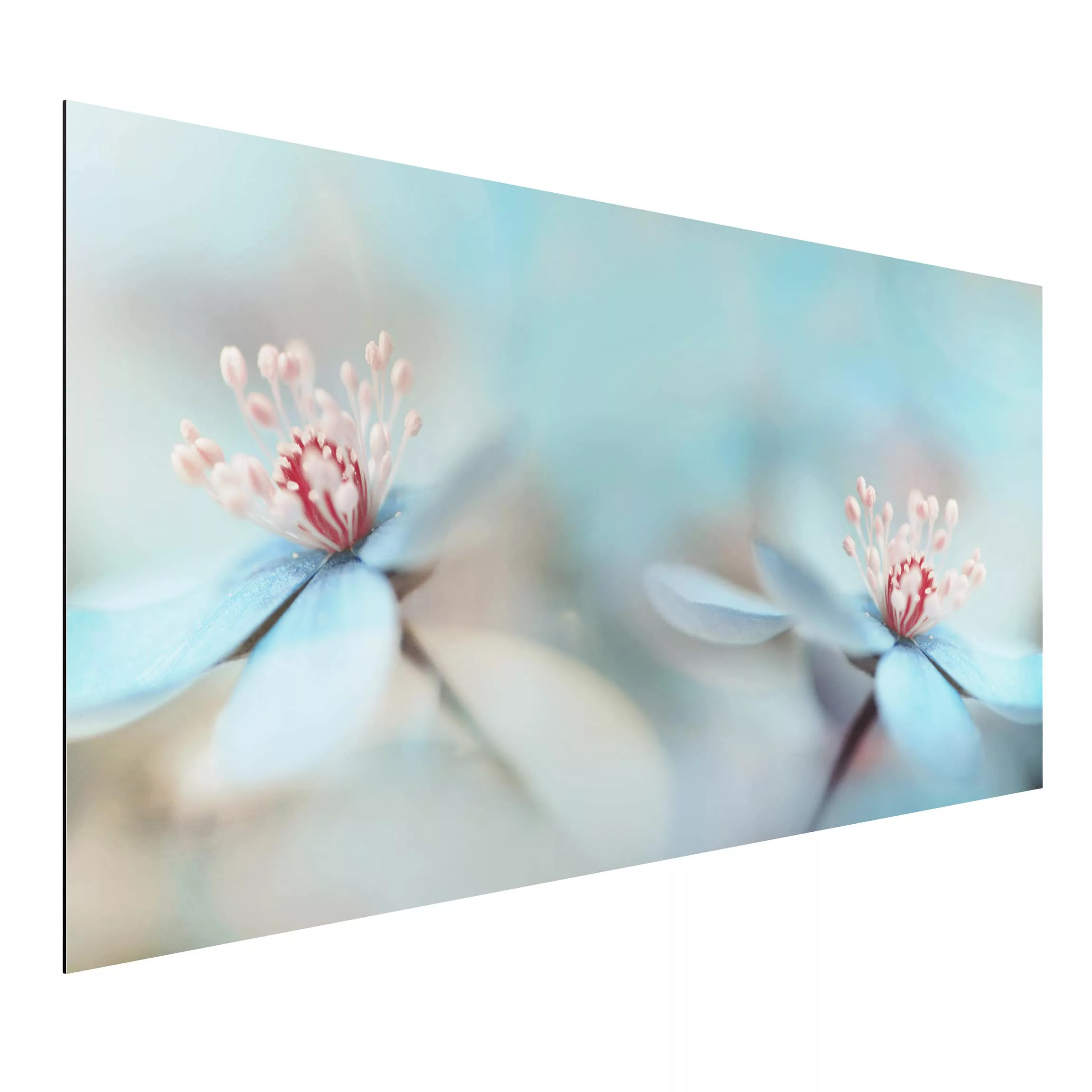 Alu-Dibond Bild Blumen - Querformat Blüten in Hellblau günstig online kaufen