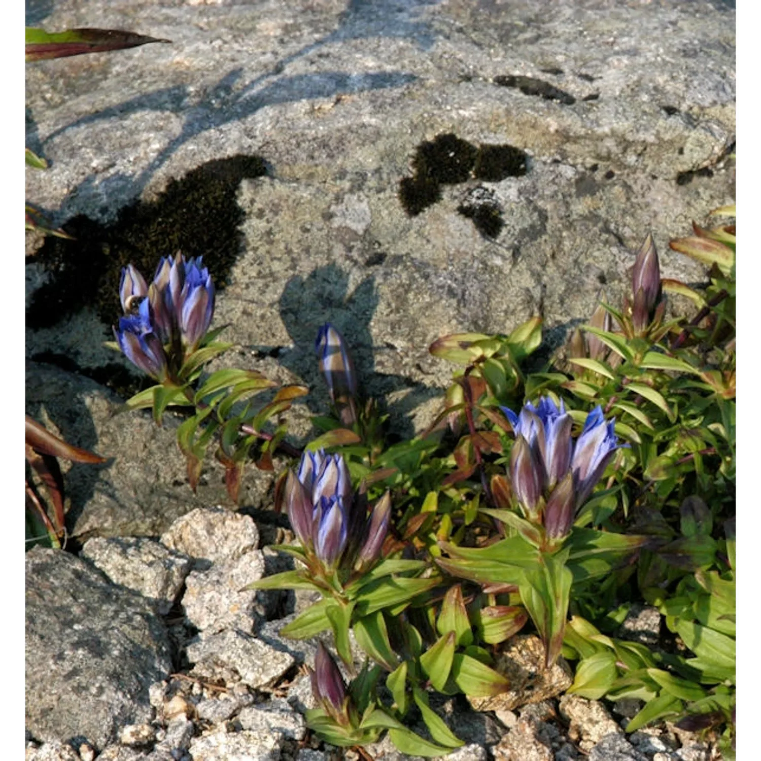 Kreuzenzian - Gentiana cruciata günstig online kaufen