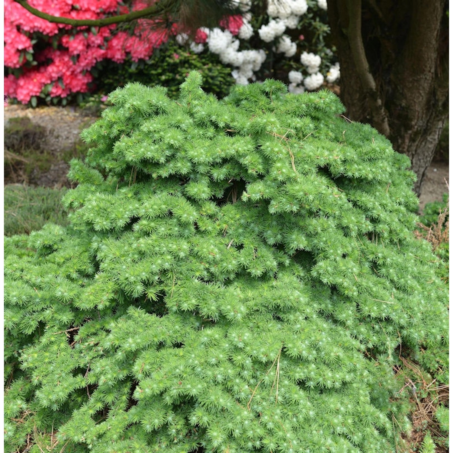 Japanische Lärche Little Boogle 30-40cm - Larix kaempferi günstig online kaufen