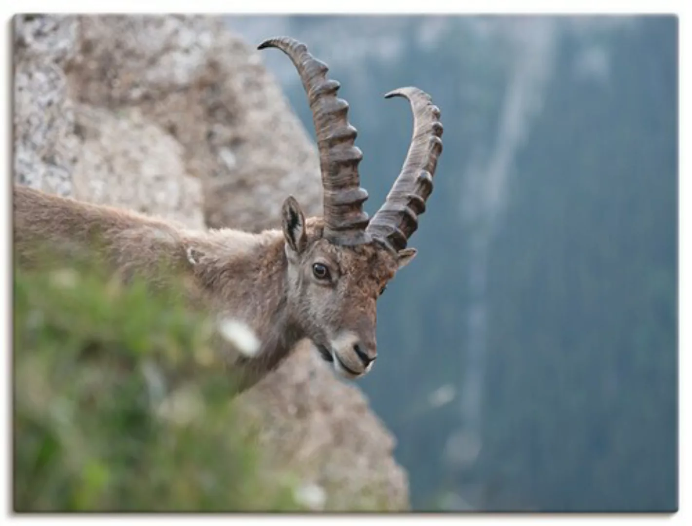 Artland Leinwandbild "Steinbock", Wildtiere, (1 St.), auf Keilrahmen gespan günstig online kaufen