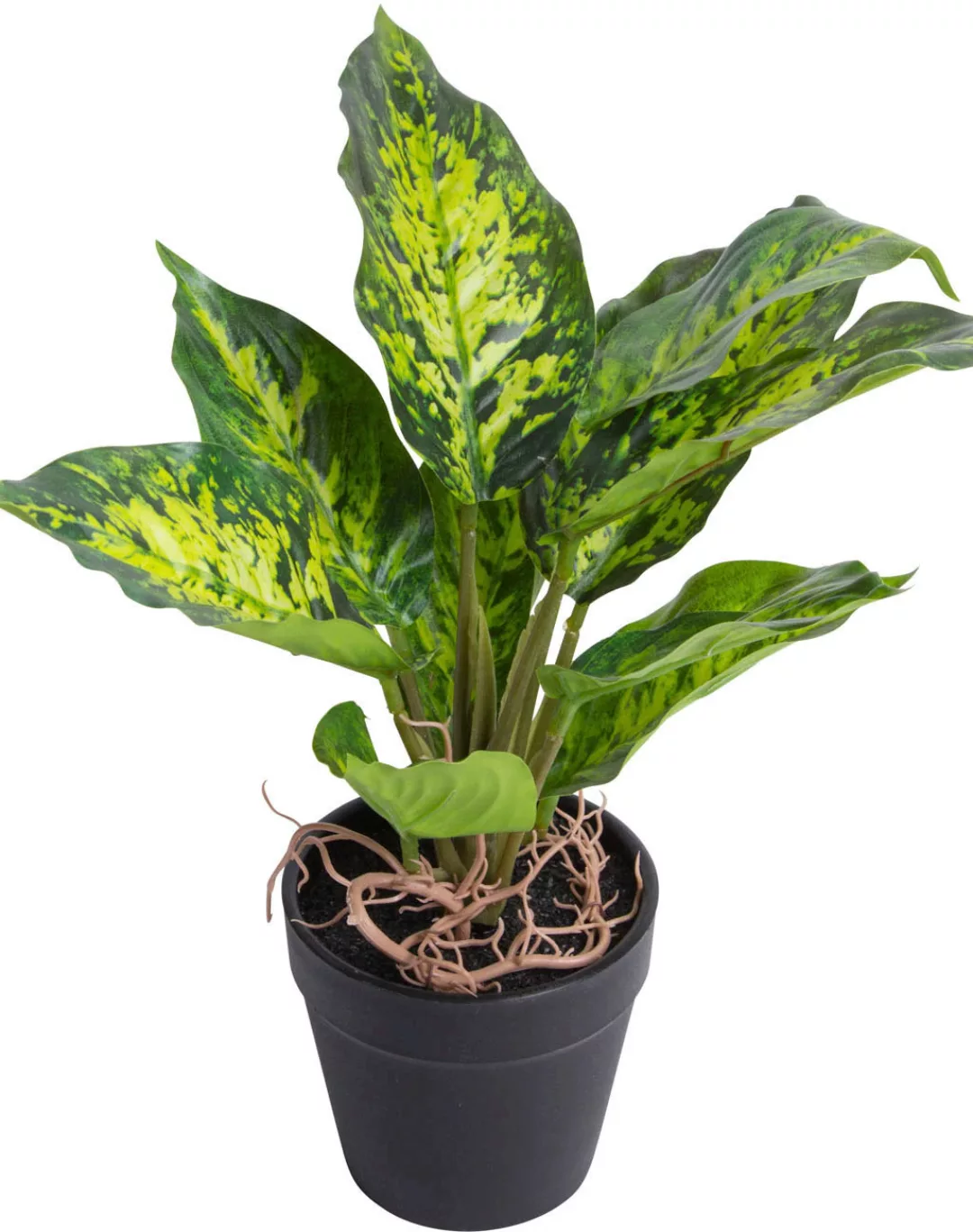 Botanic-Haus Künstliche Zimmerpflanze "Dieffenbachia Tropic" günstig online kaufen