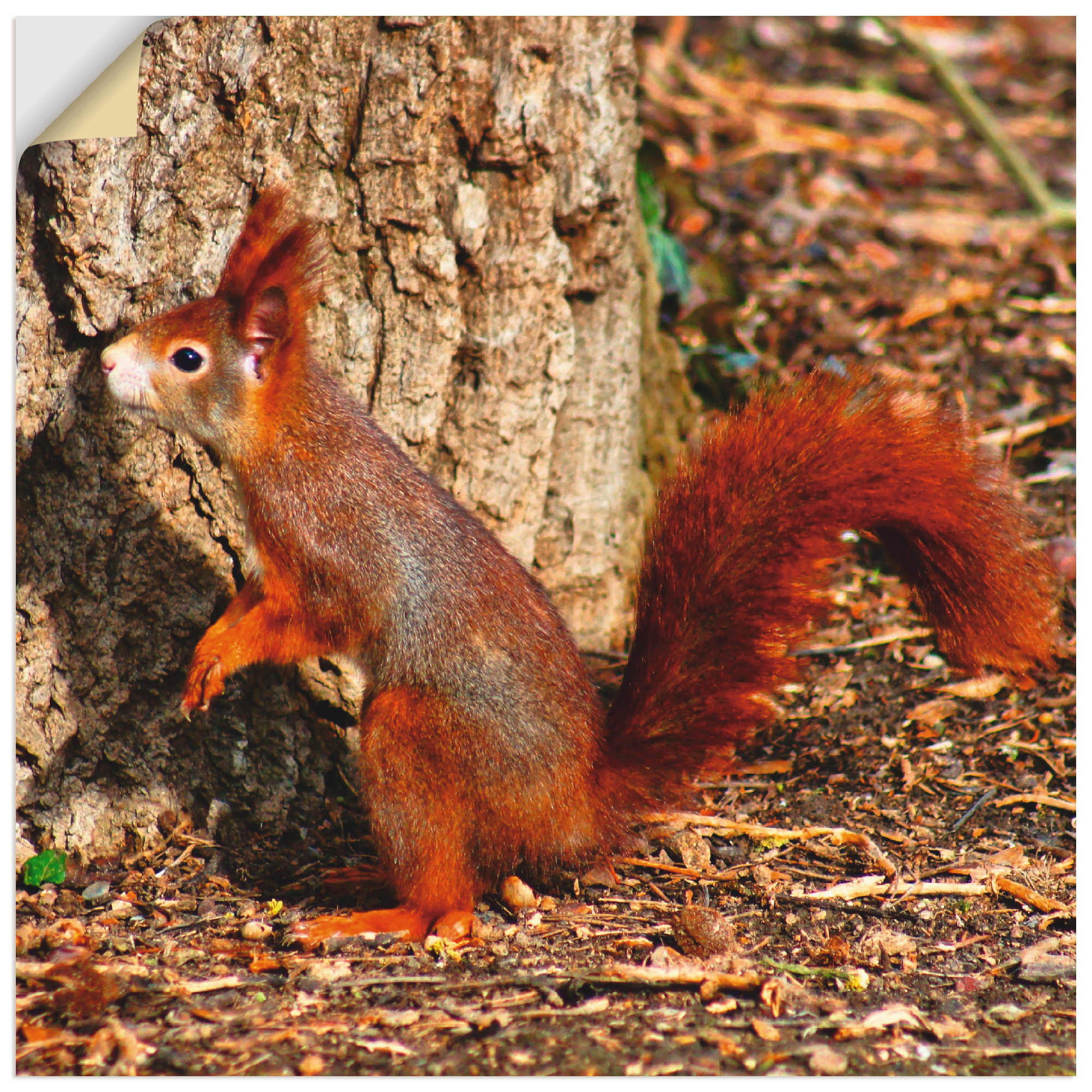 Artland Wandbild "Rotes Eichhörnchen will hoch hinaus", Wildtiere, (1 St.), günstig online kaufen