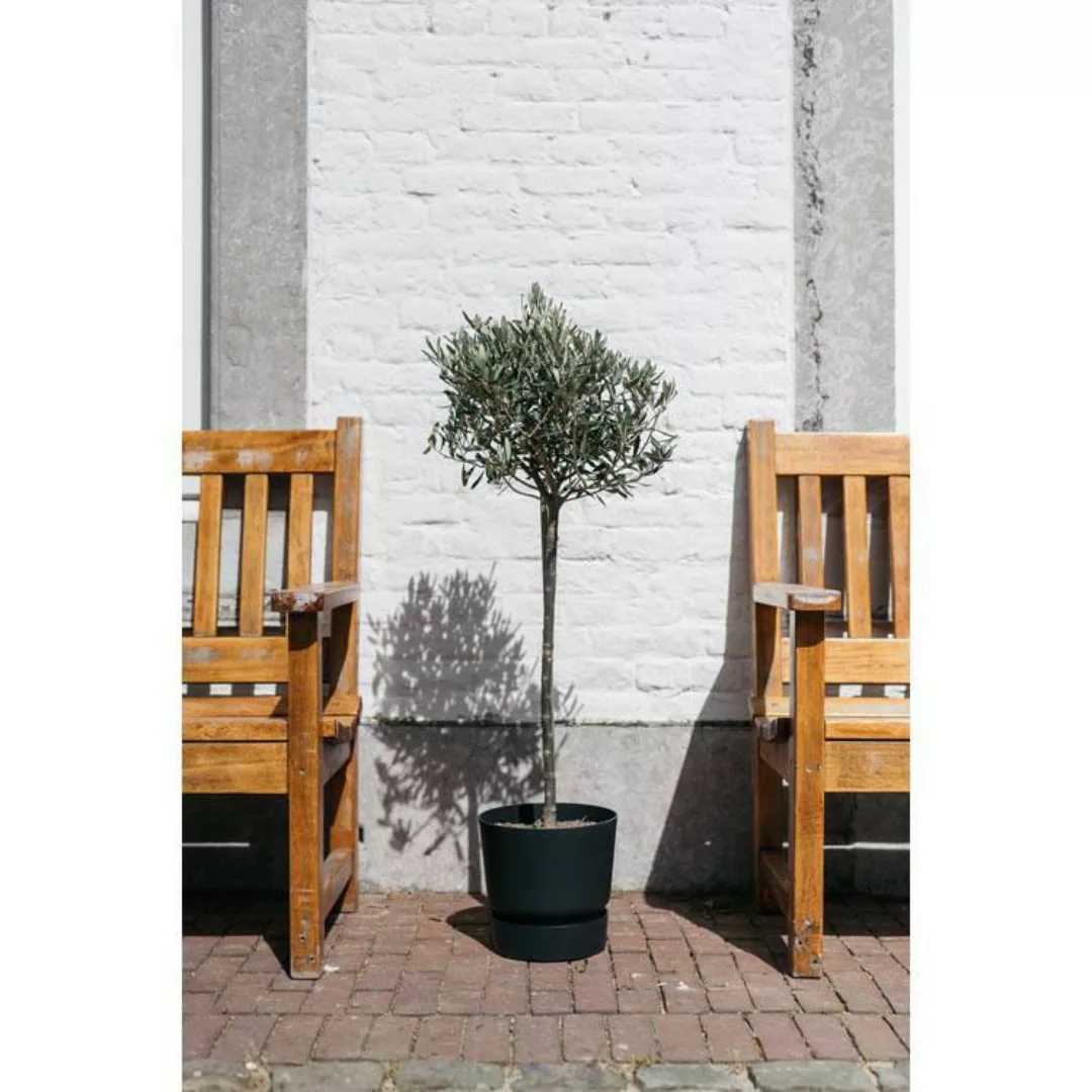 OH2 | 2er-Set Olivenbäume XXL günstig online kaufen