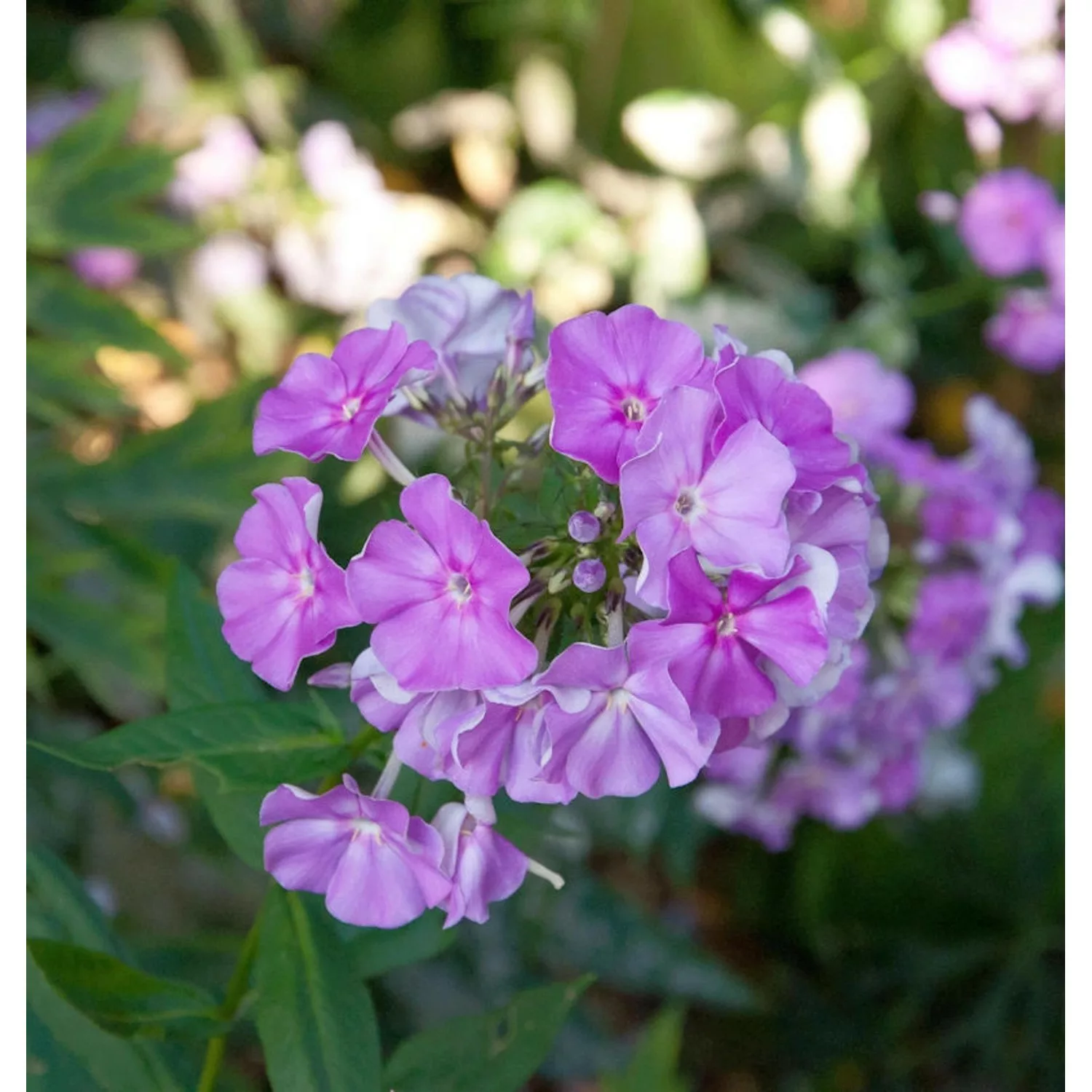 Hohe Flammenblume Christine - Phlox paniculata günstig online kaufen