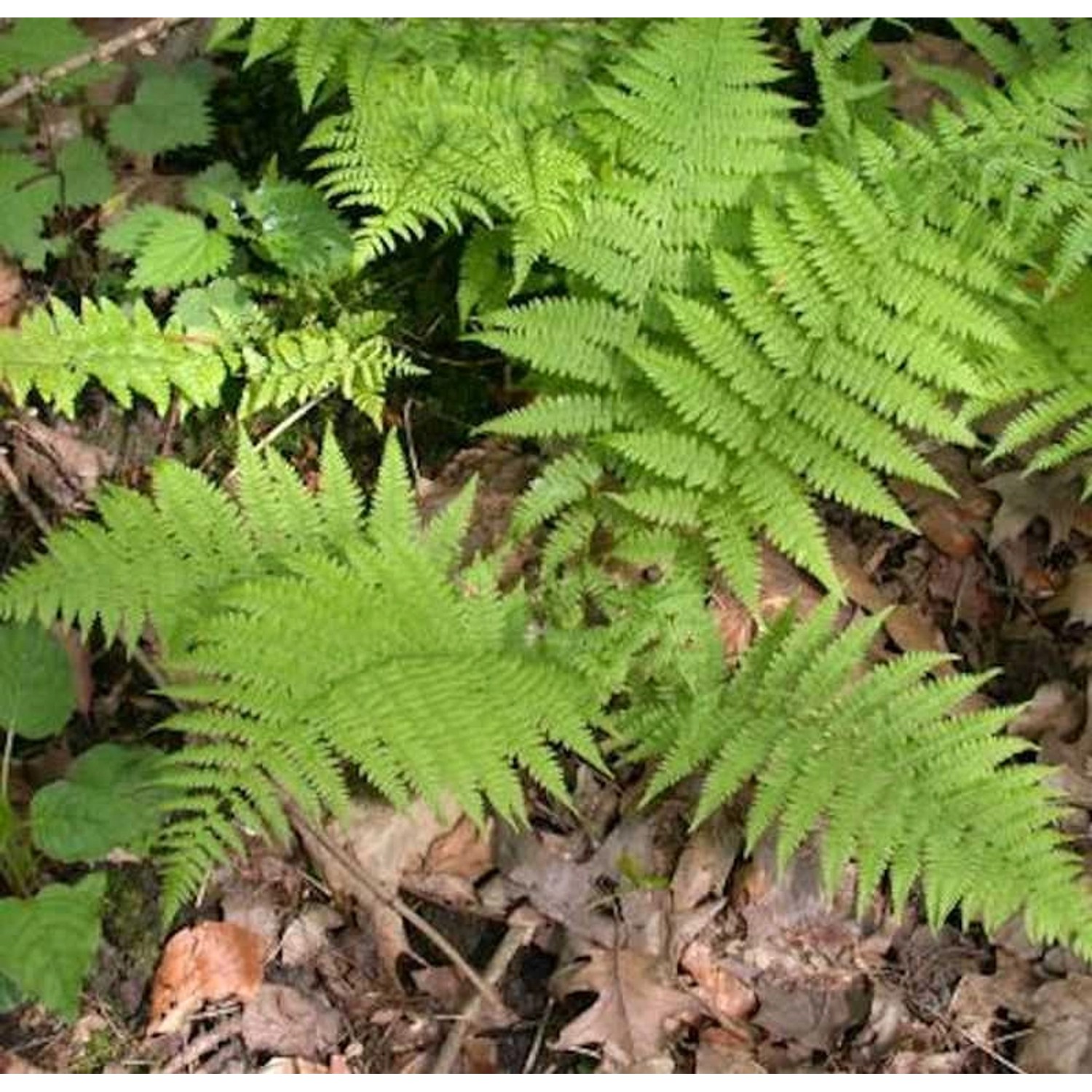 Frauenfarn Rotstiel - Athyrium filix femina günstig online kaufen