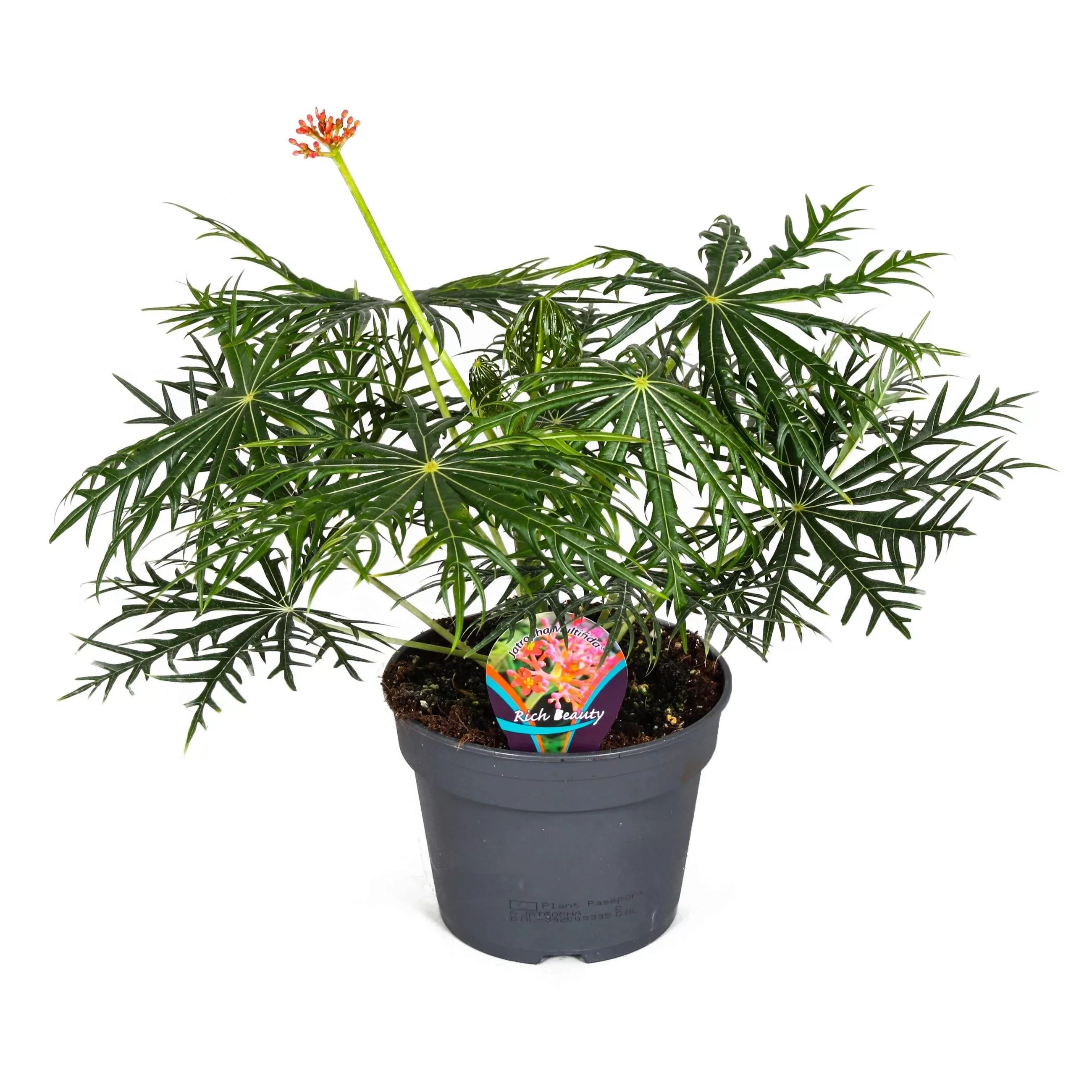 Perfect Plant | Pflanze Jatropha multifida günstig online kaufen