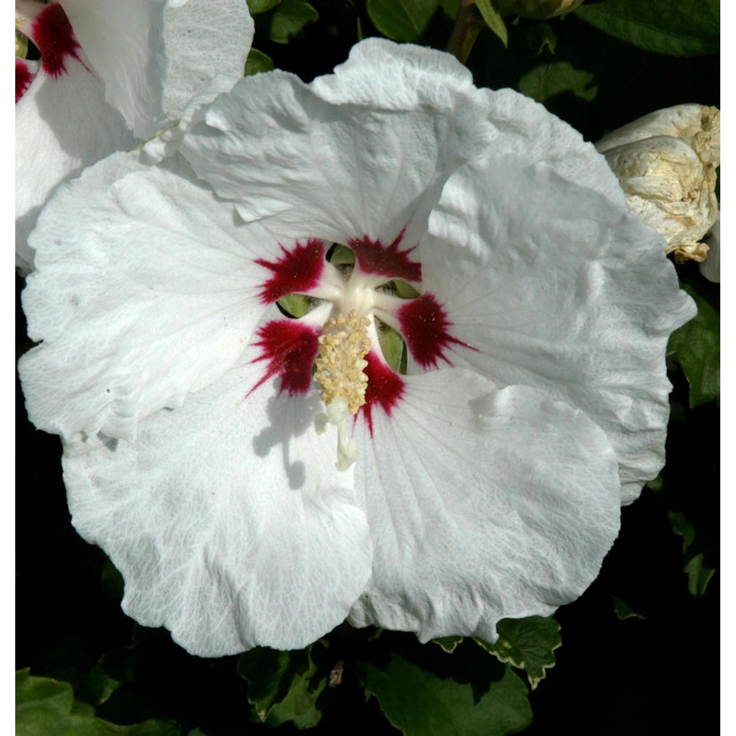 Rosen Eibisch Red Heart 80-100cm - Hibiscus syriacus günstig online kaufen