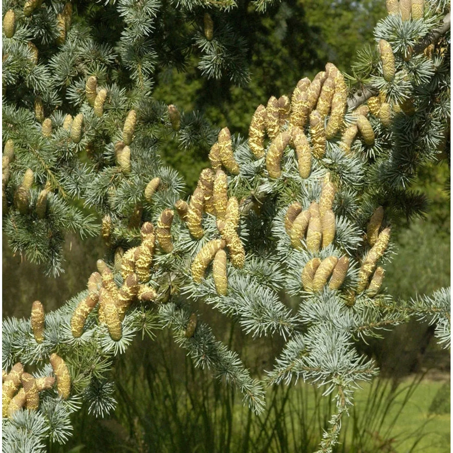 Blaue Atlas Zeder 100-125cm - Cedrus libani günstig online kaufen