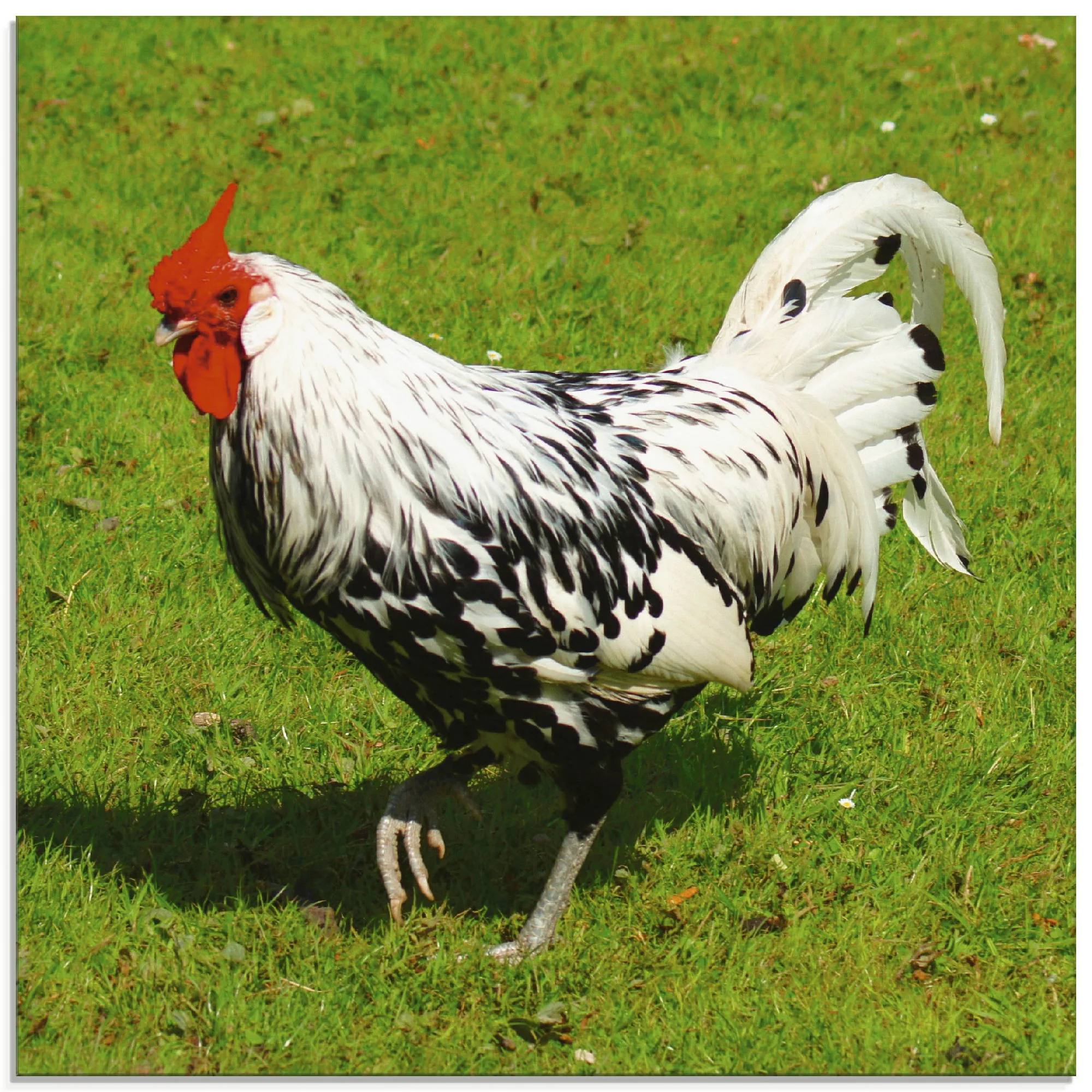 Artland Glasbild "Gepunktetes Huhn", Vögel, (1 St.) günstig online kaufen