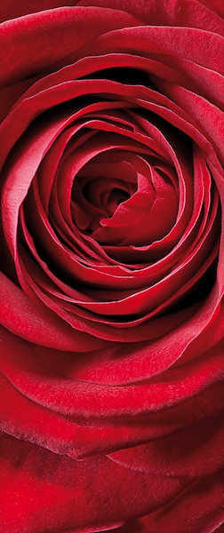 Komar Fototapete »Fototapete - Red Rose - Größe 92 x 220 cm«, bedruckt günstig online kaufen
