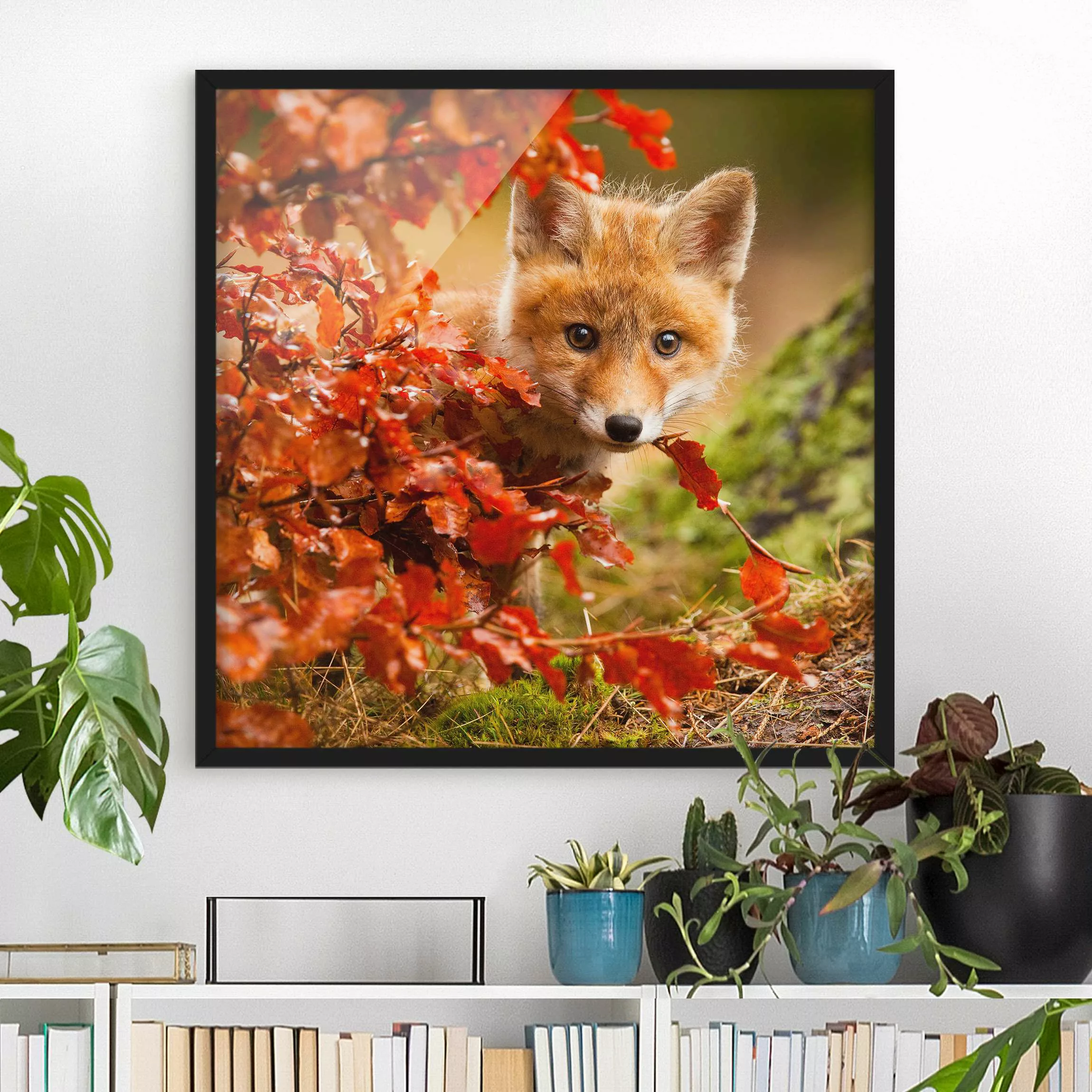 Bild mit Rahmen Tiere - Quadrat Fuchs im Herbst günstig online kaufen