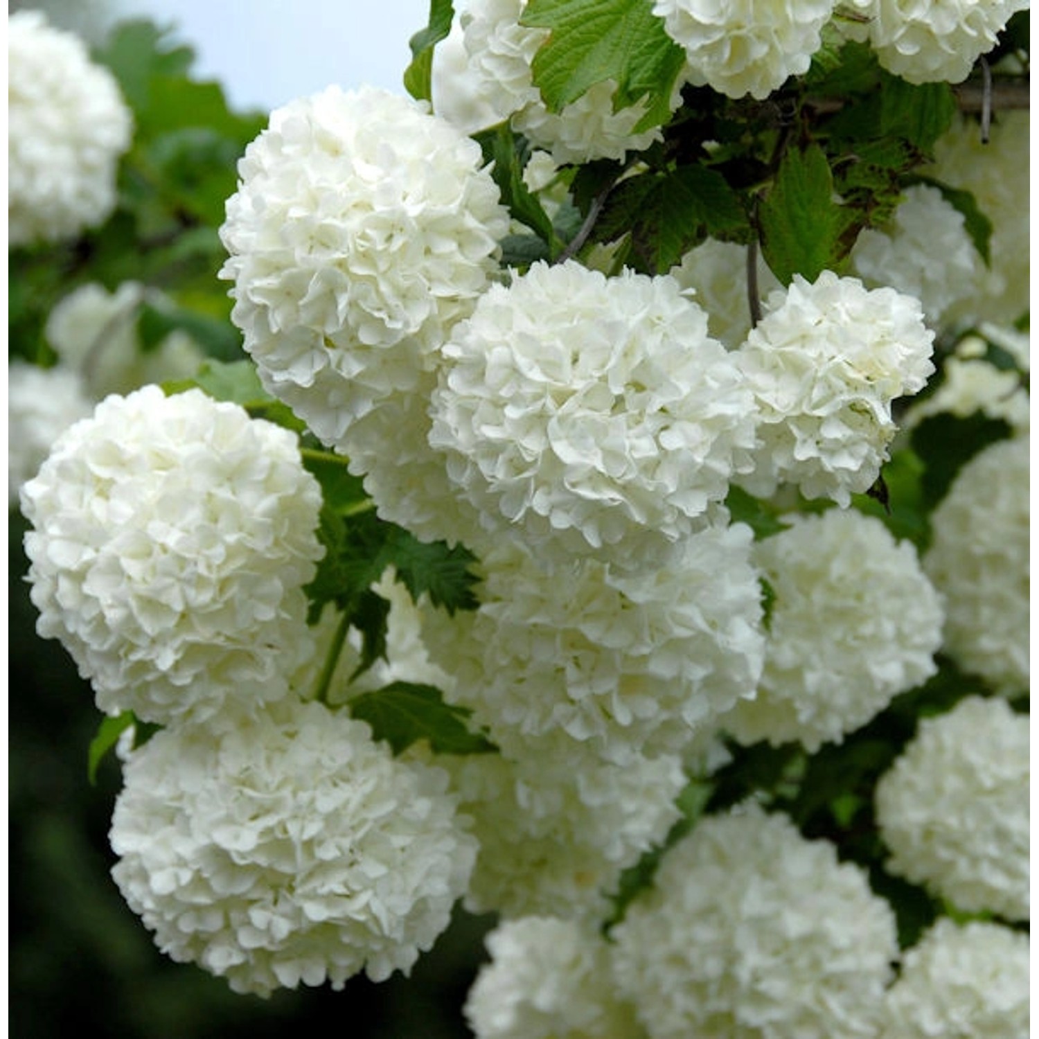 Echter Schneeball 60-80cm - Viburnum opulus Roseum günstig online kaufen