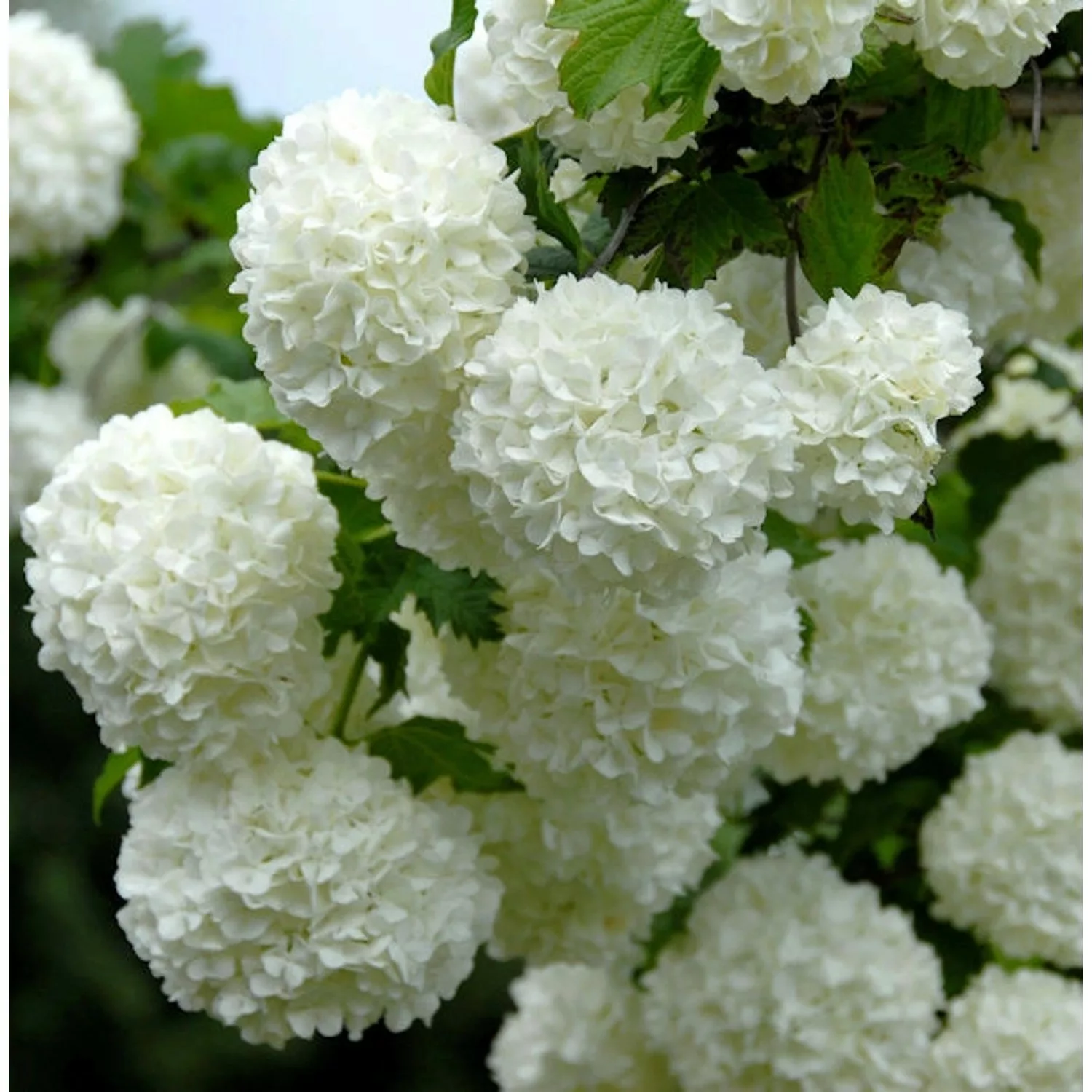 Echter Schneeball 40-60cm - Viburnum opulus Roseum günstig online kaufen