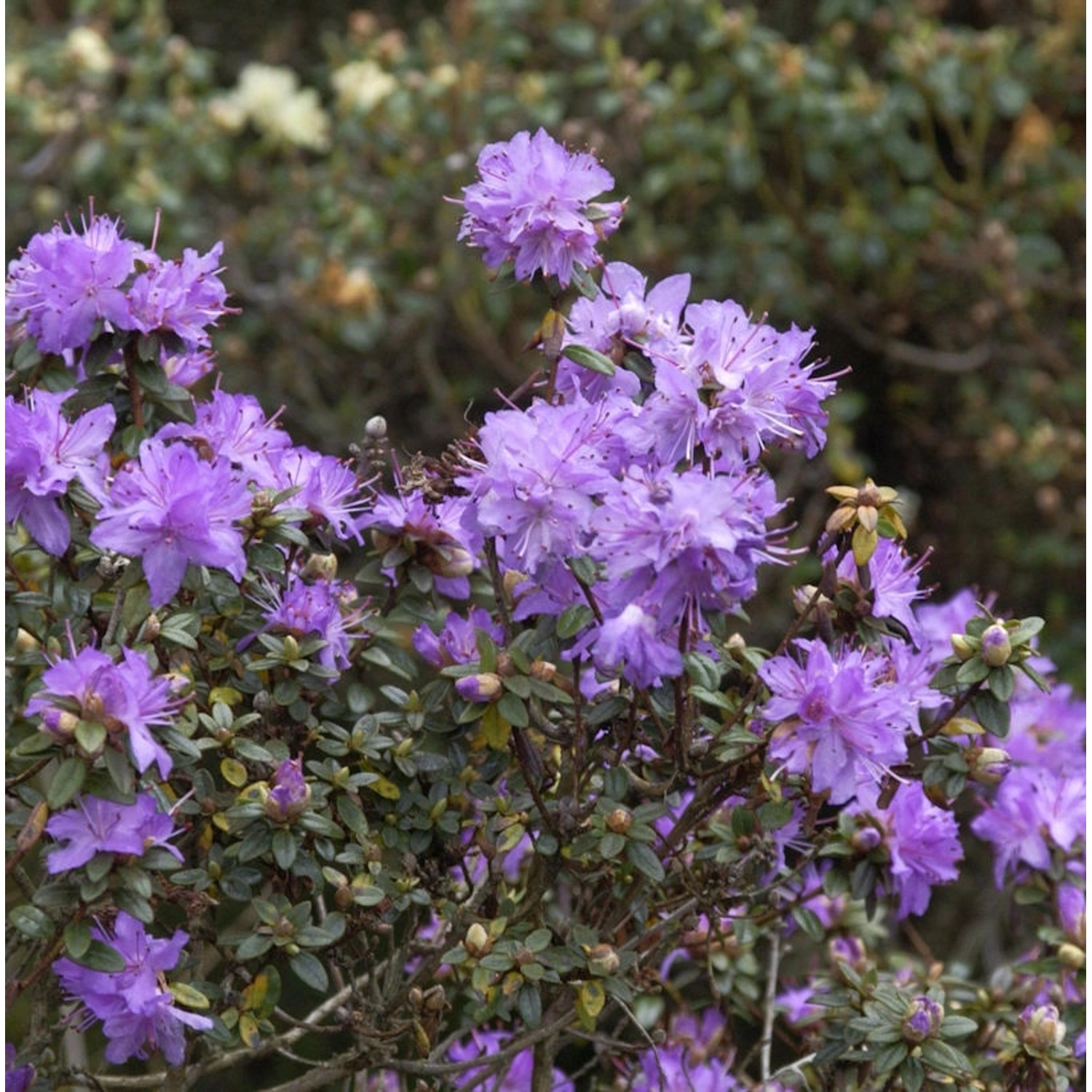 Kleinblättriger Rhododendron 40-50cm - Rhododendron impeditum - Zwerg Alpen günstig online kaufen