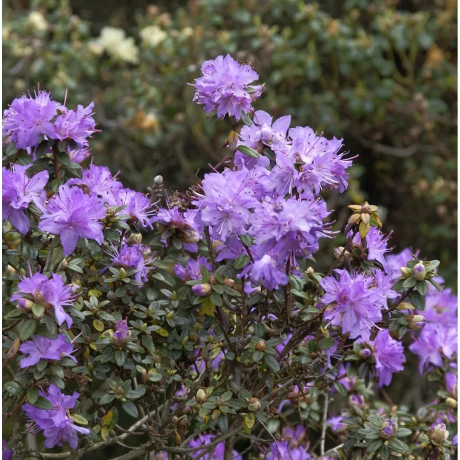 Kleinblättriger Rhododendron 20-25cm - Rhododendron impeditum - Zwerg Alpen günstig online kaufen