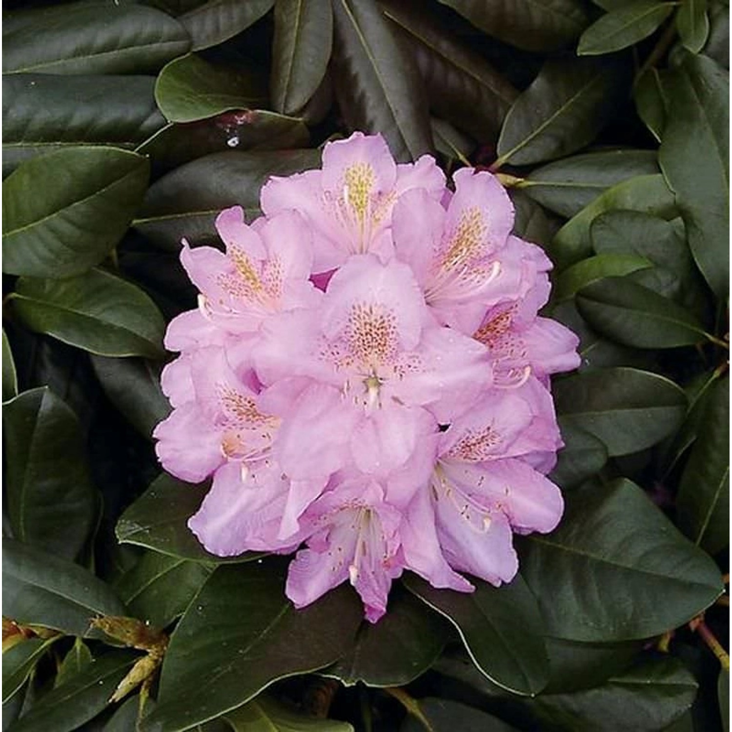 Großblumige Rhododendron Scintillation 40-50cm - Alpenrose günstig online kaufen