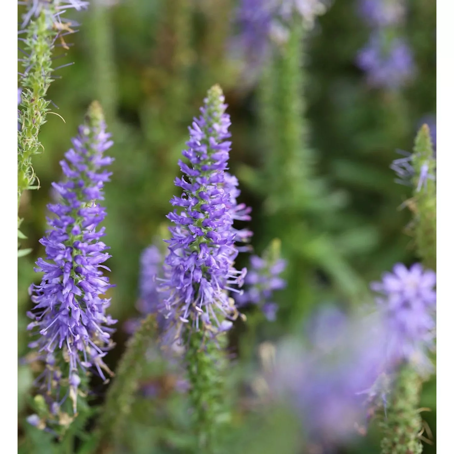 Polsterveronika Nana Blauteppich - Veronica spicata günstig online kaufen