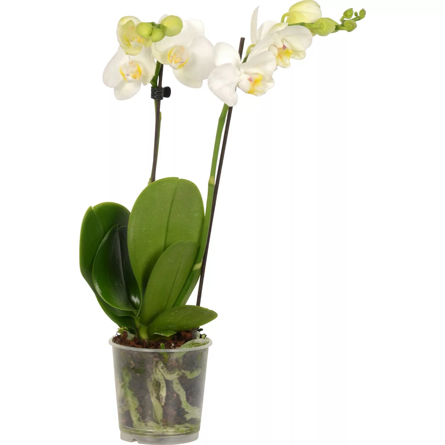 GROW by OBI Schmetterlings-Orchidee 2-Trieber Weiß Topf Ø ca. 9 cm Phalaeno günstig online kaufen