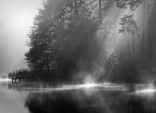 Papermoon Fototapete »Wald Schwarz & Weiß« günstig online kaufen