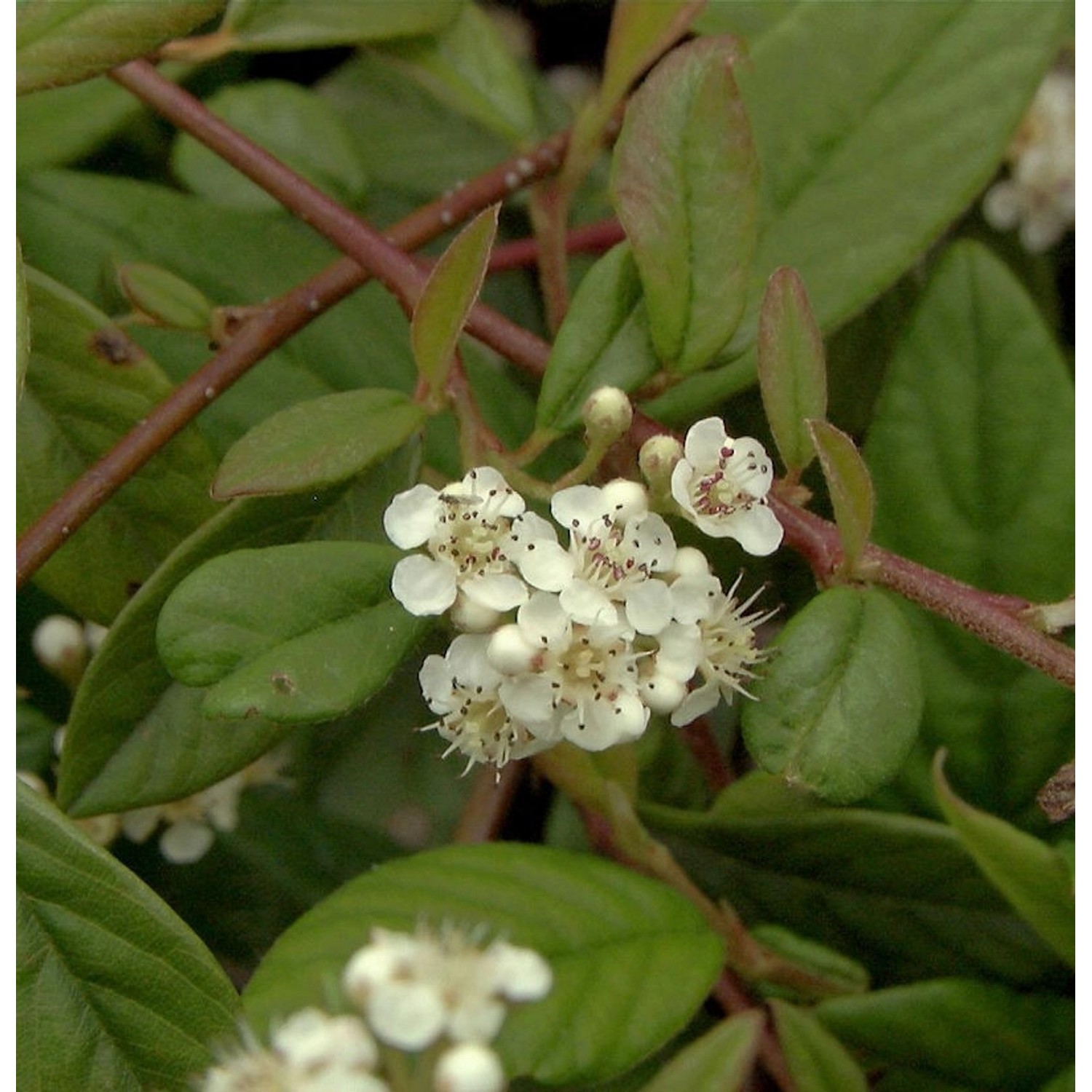 Kriechmispel Herbstfeuer 20-30cm - Cotoneaster salicifolius günstig online kaufen