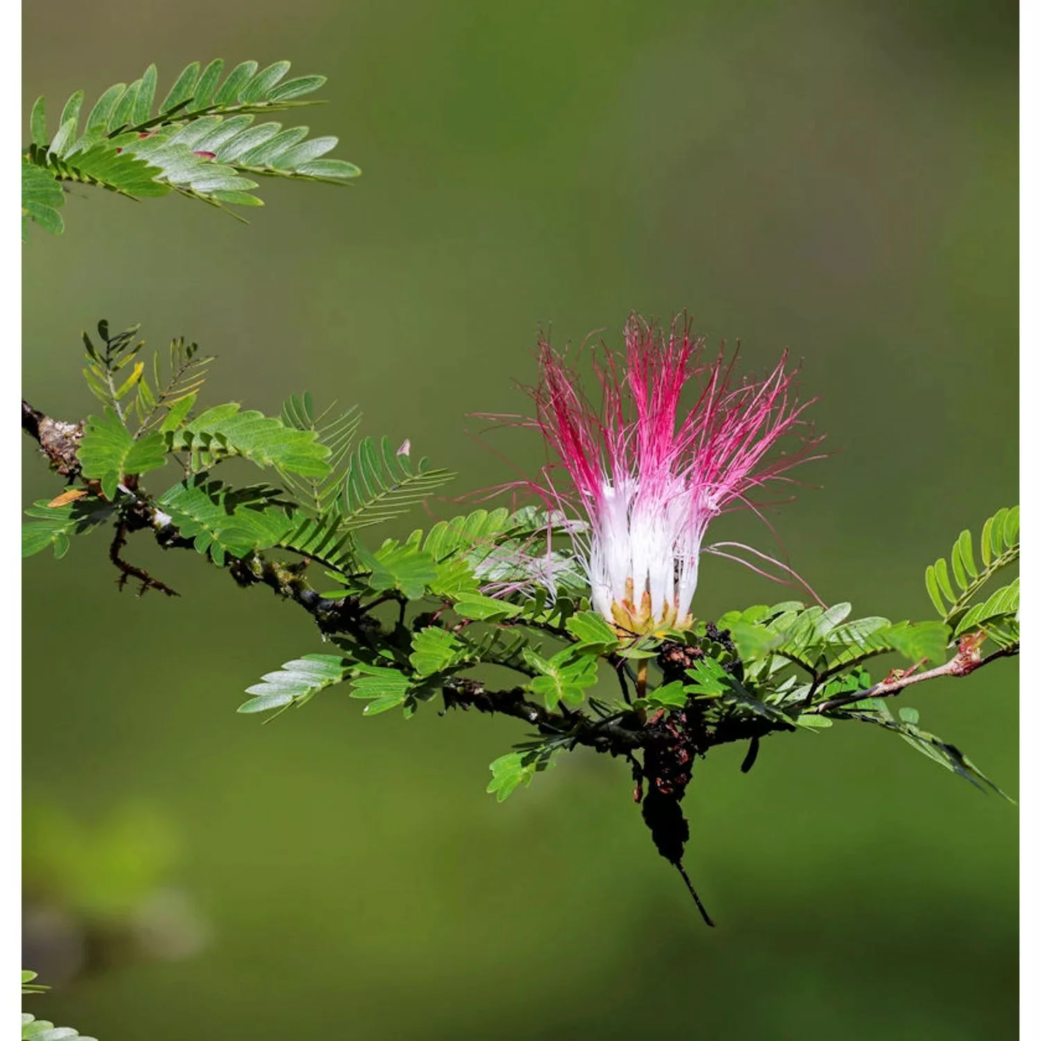 Puderquastenstrauch Dixie Pink 40-60cm - Calliandra surinamensis günstig online kaufen