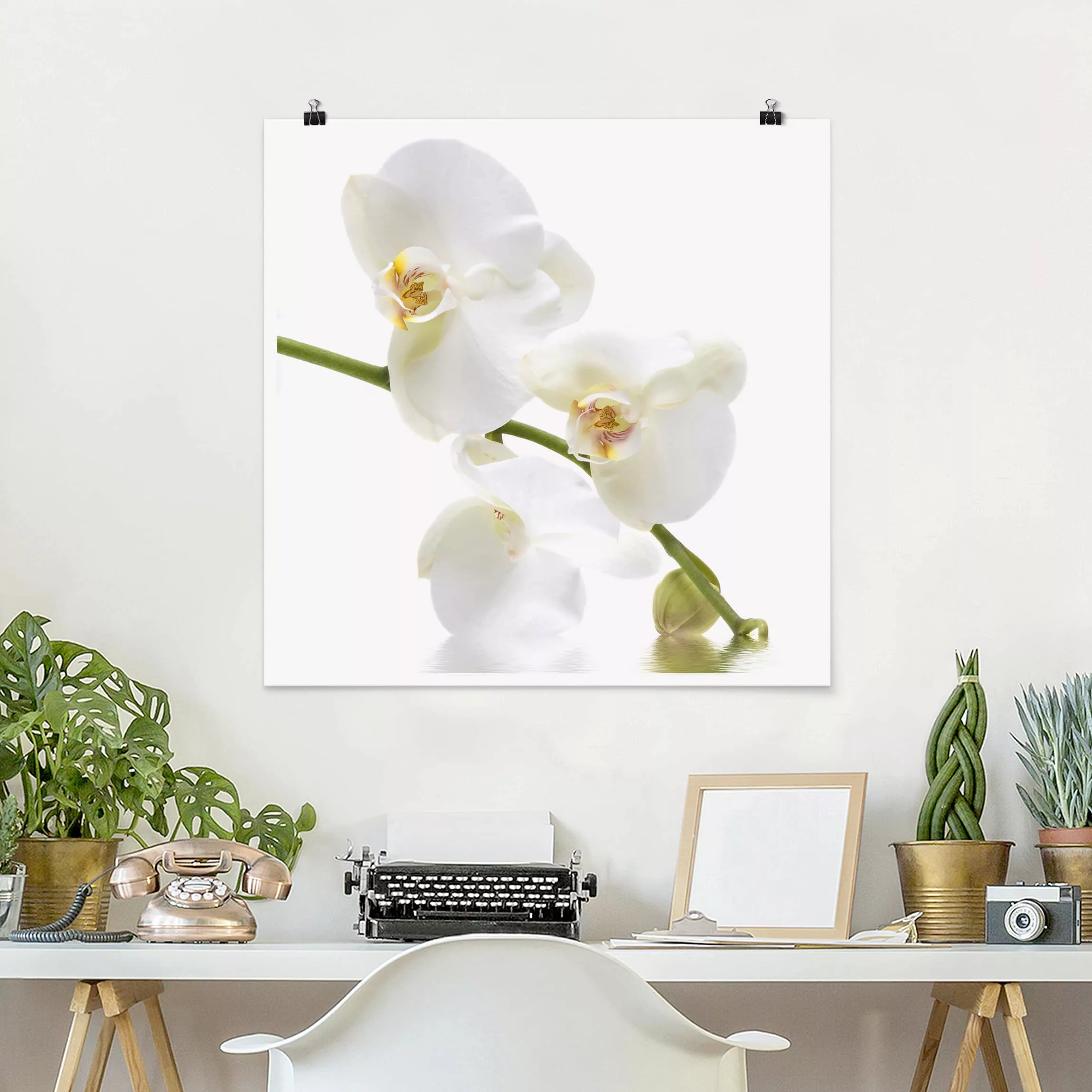 Poster Blumen - Quadrat White Orchid Waters günstig online kaufen