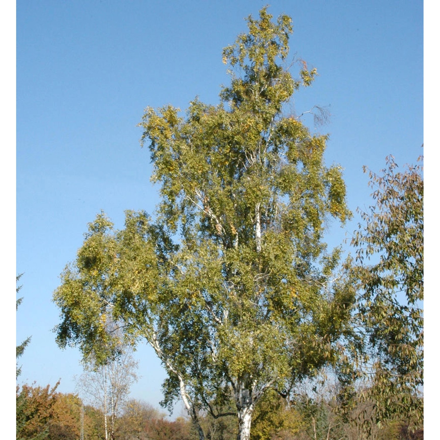 Säulenbirke 100-125cm - Betula pendula Fastigiata günstig online kaufen