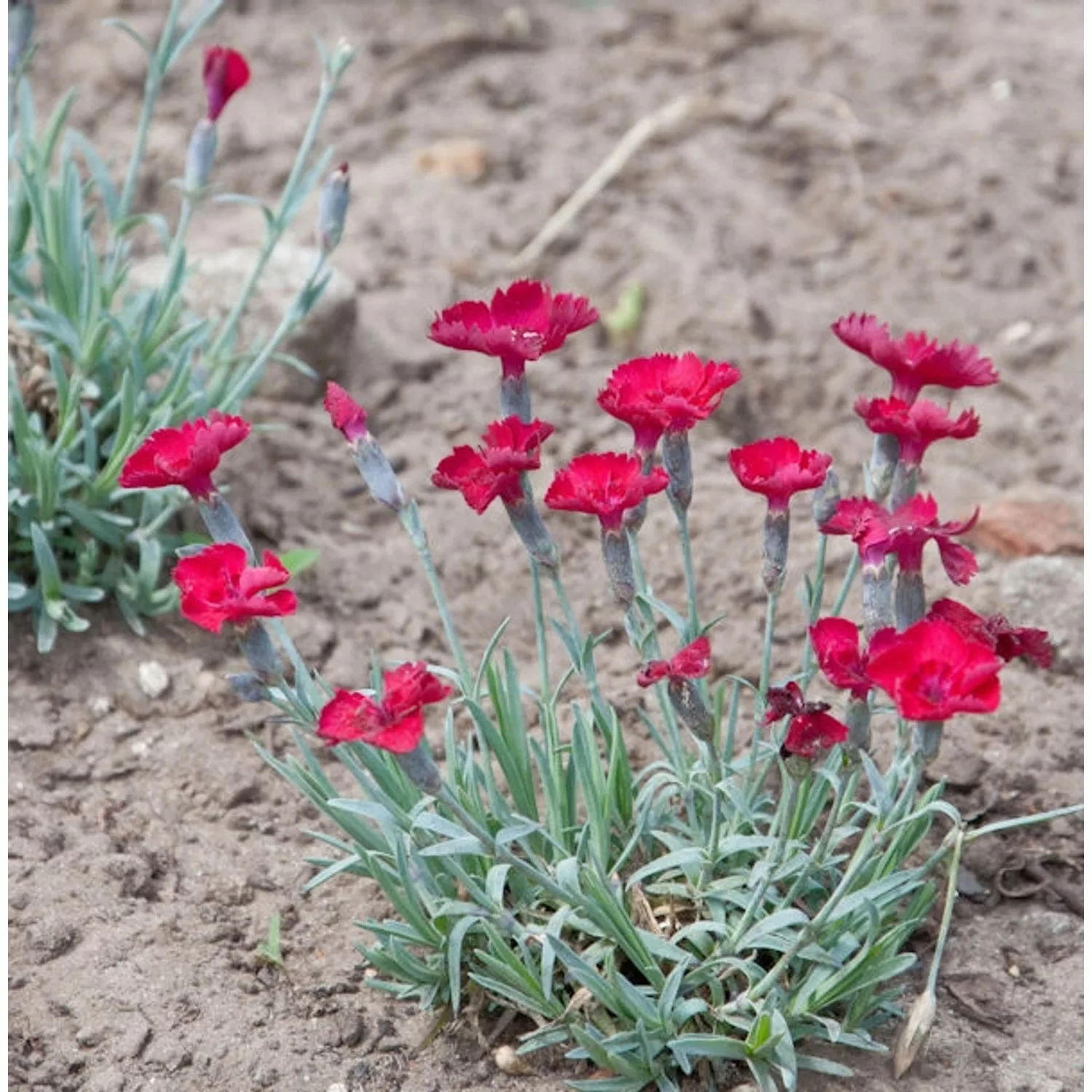 Pfingstnelke Rubin - Dianthus gratianopolitanus günstig online kaufen