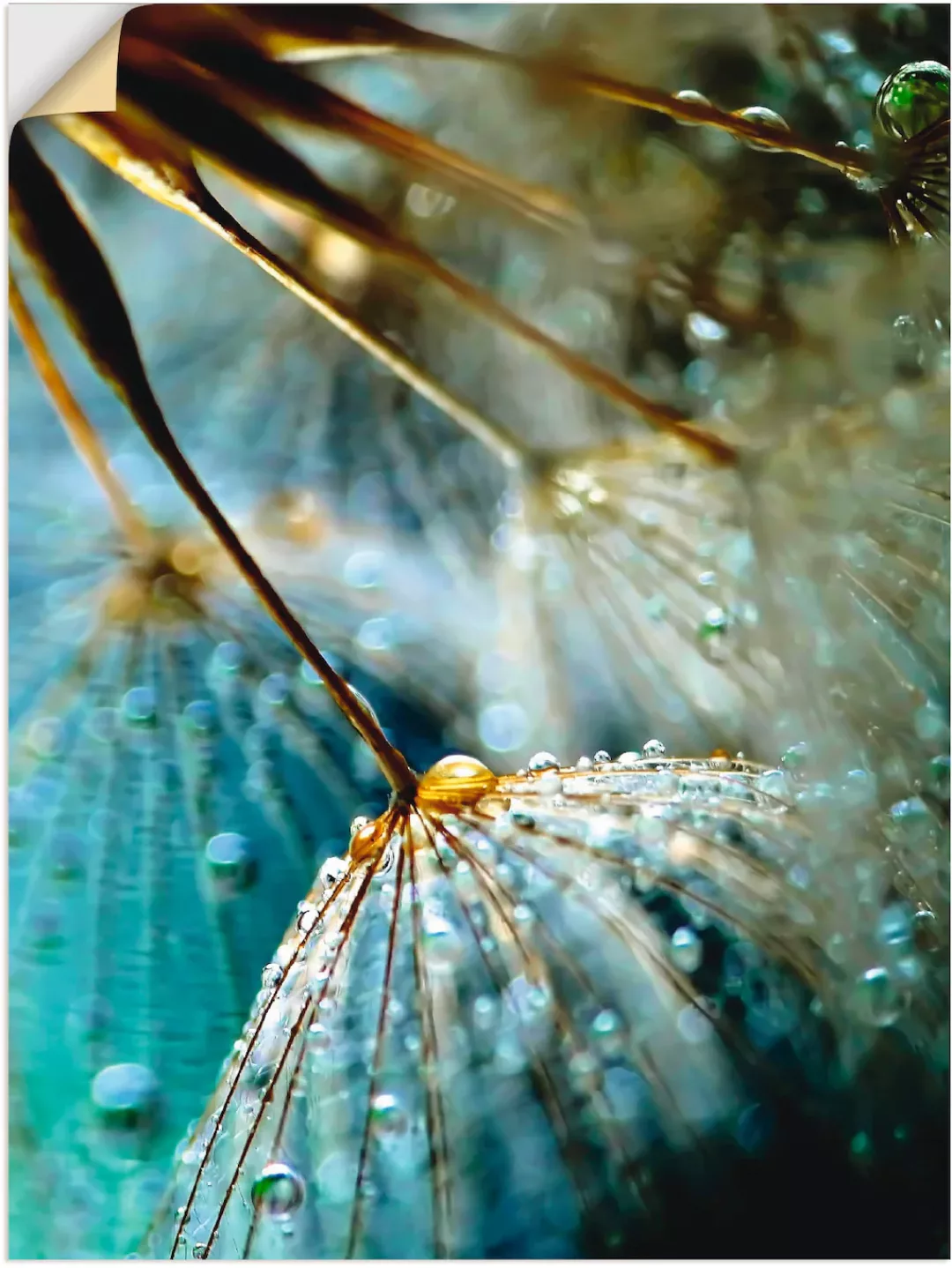 Artland Wandbild "Pusteblume Mystische Schönheit", Blumen, (1 St.), als Alu günstig online kaufen