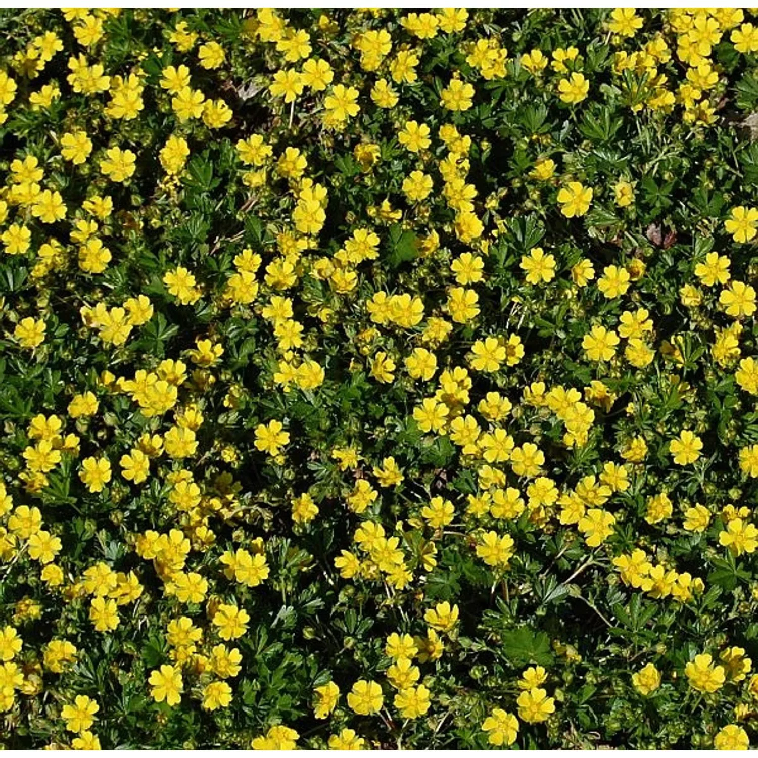 Frühlingsfingerkraut - Potentilla neumanniana günstig online kaufen