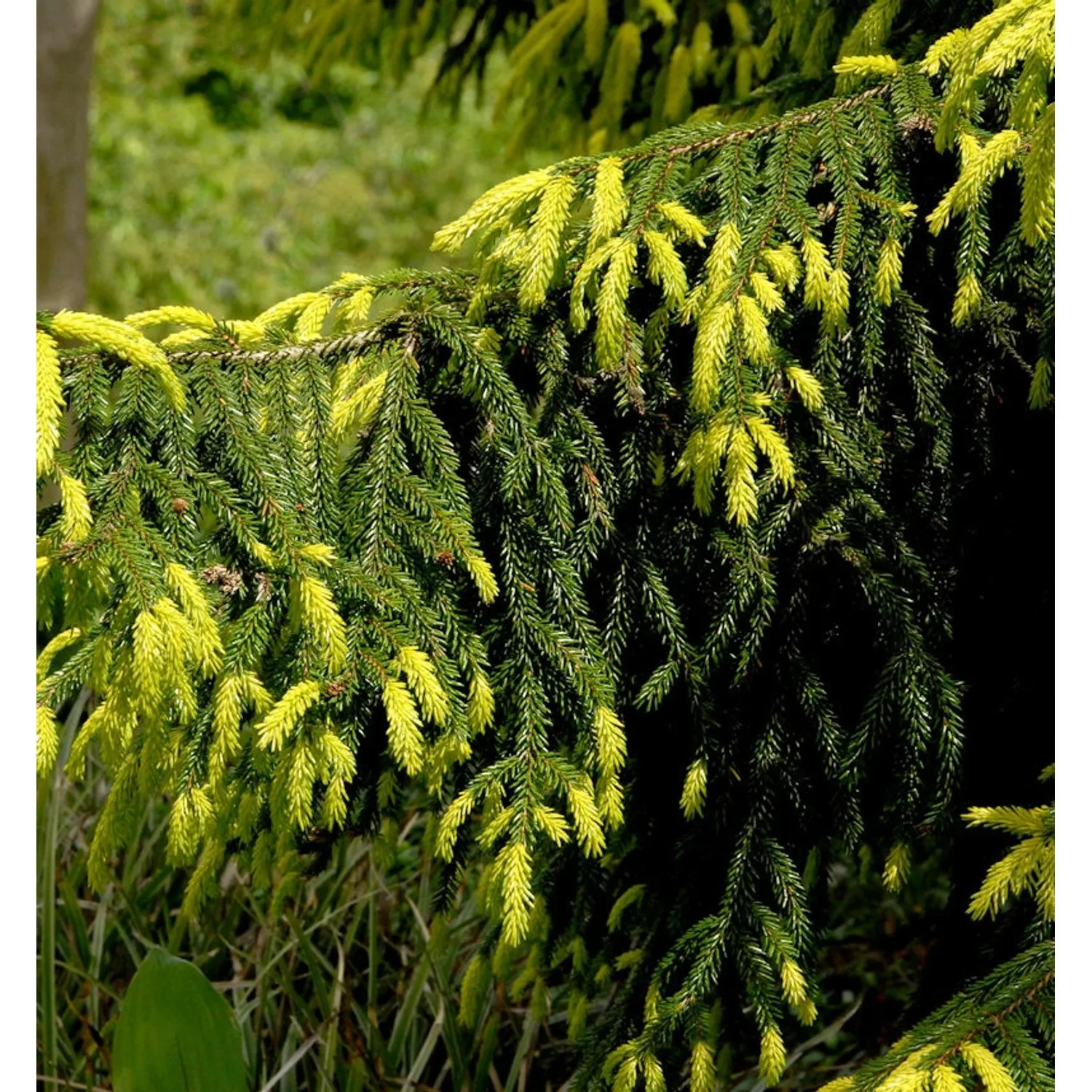 Goldspitzen-Fichte Aureaospicata 30-40cm - Picea orientalis günstig online kaufen