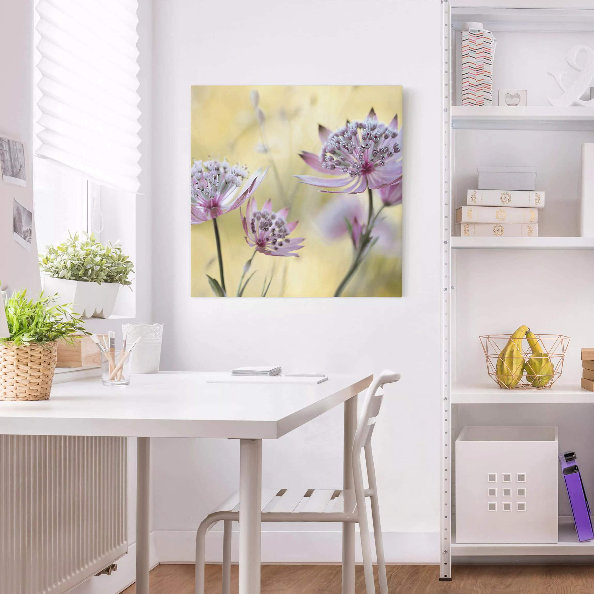 Leinwandbild Blumen - Quadrat Astrantia Major günstig online kaufen
